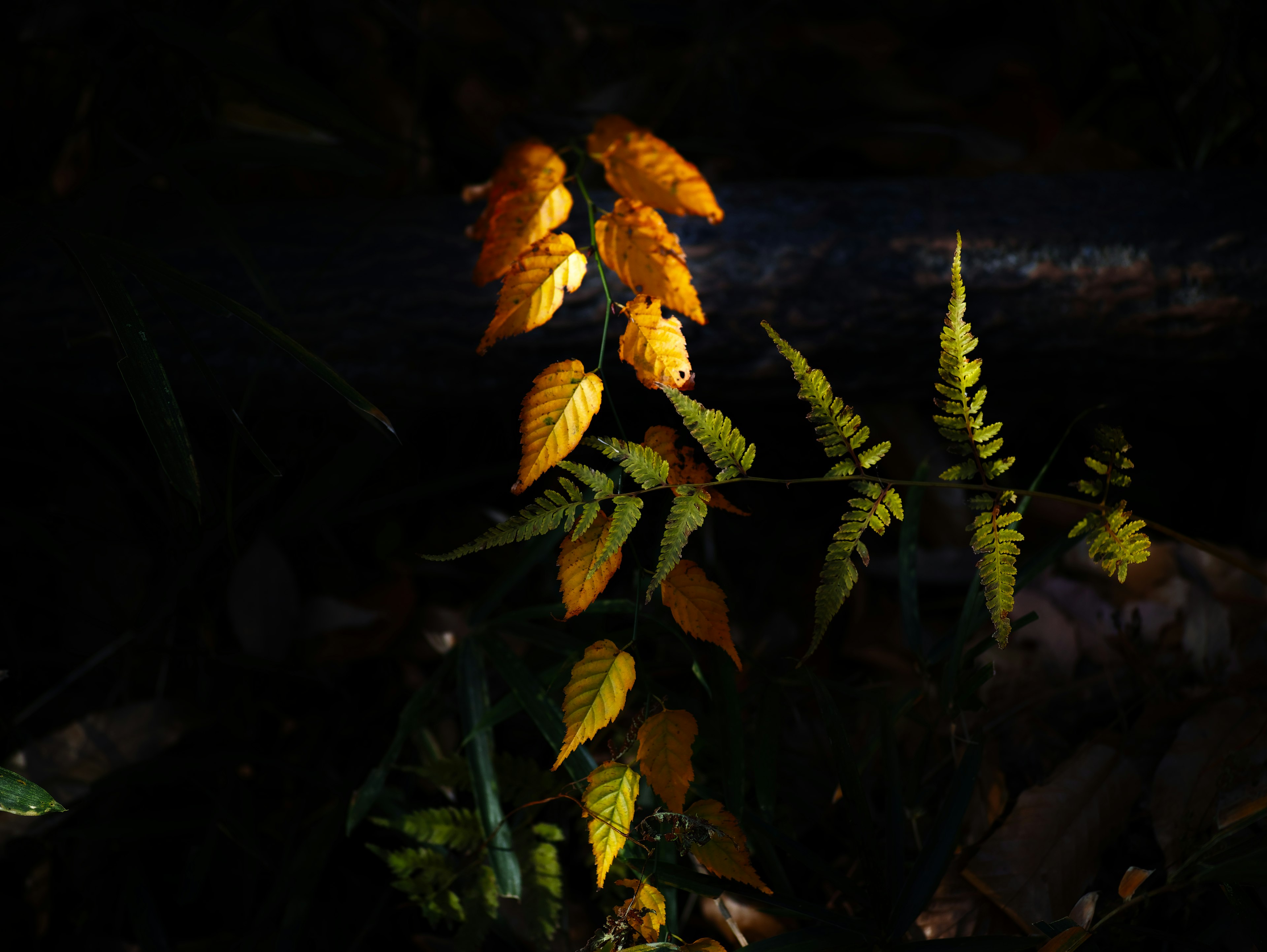 Feuilles jaunes et feuilles de fougère vertes sur un fond sombre