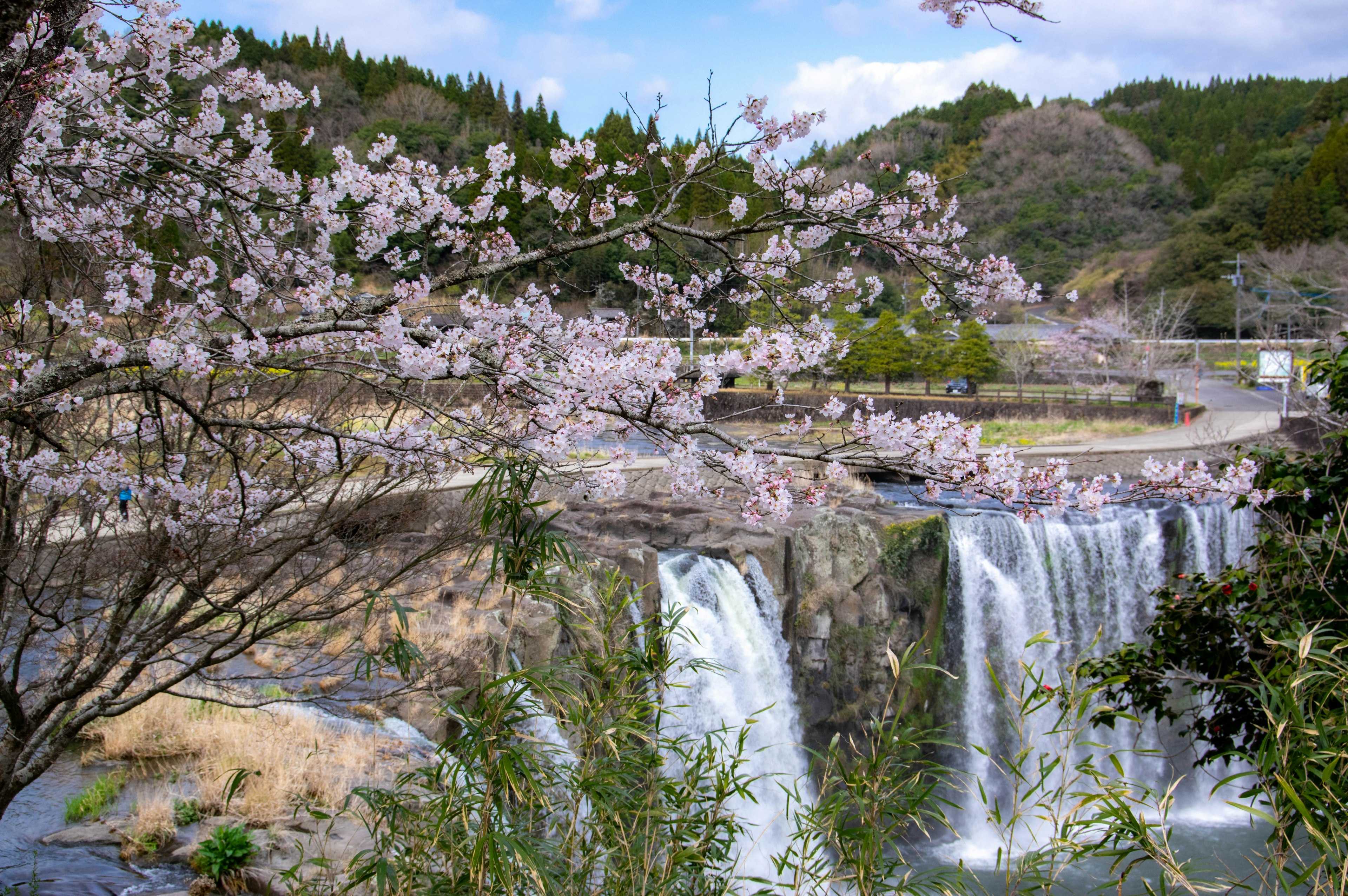 Vista panoramica di fiori di ciliegio vicino a una cascata e montagne verdi