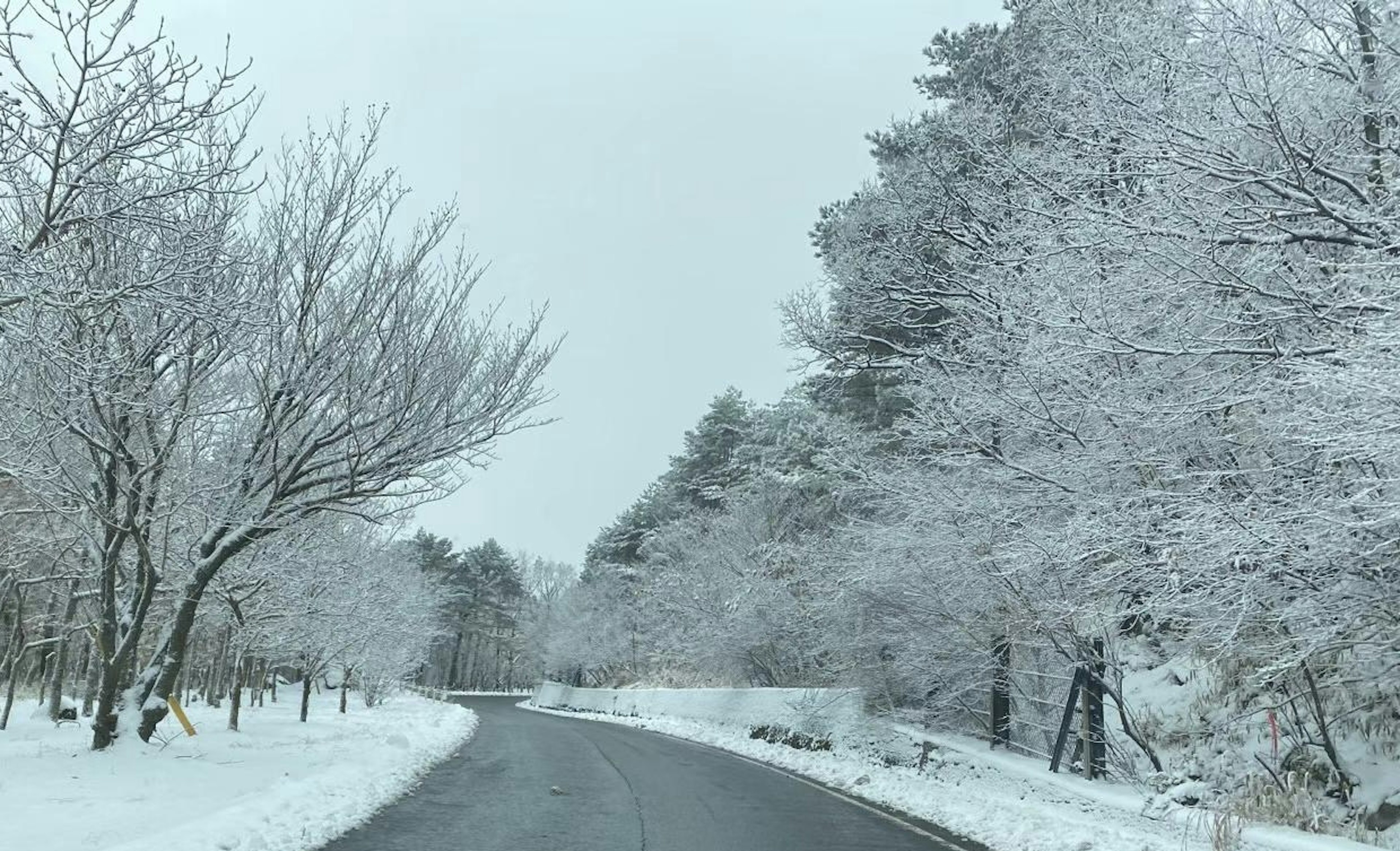 Schneebedeckte Straße und Baumlandschaft