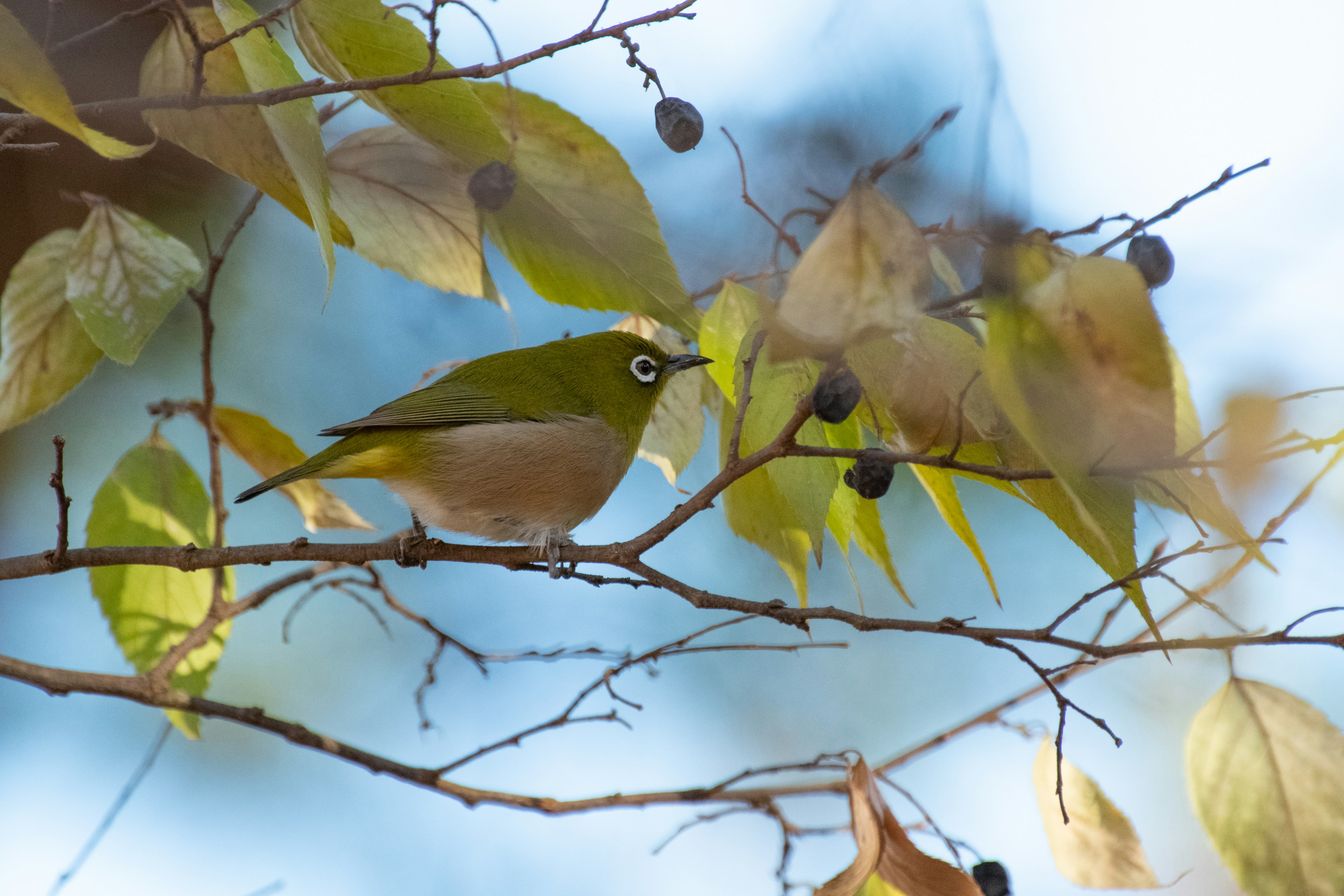 Ein kleiner grüner Vogel sitzt auf einem Zweig mit Blättern und Beeren vor einem blauen Hintergrund