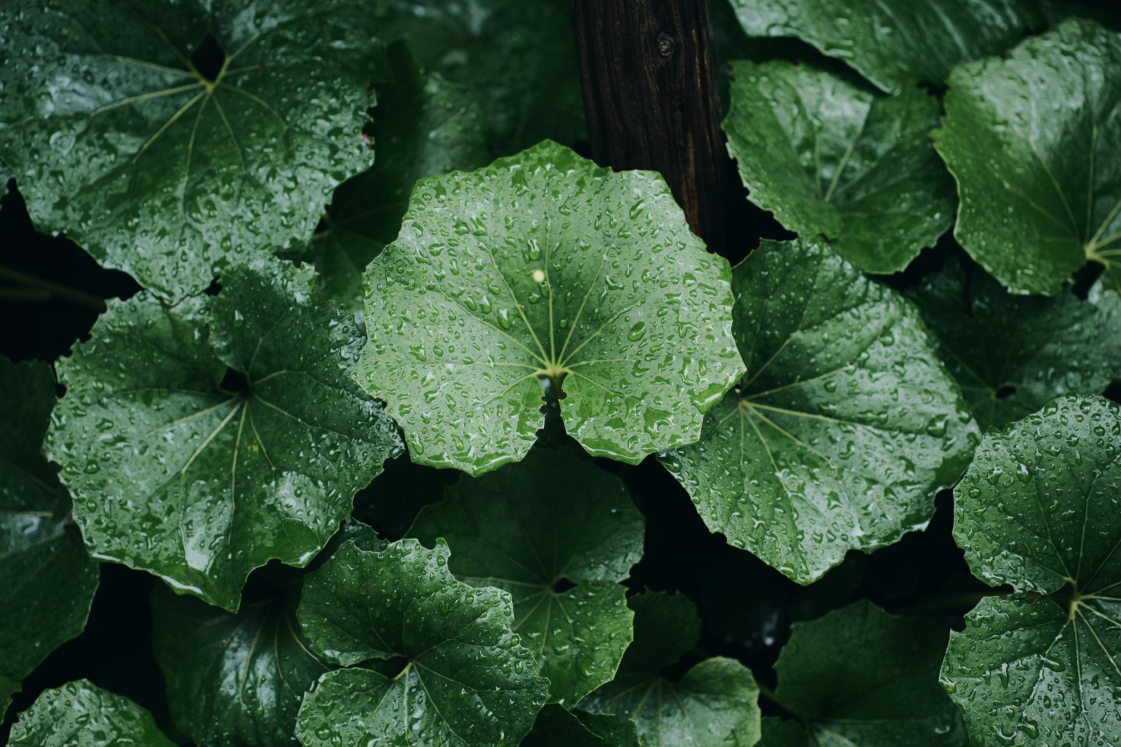 緑色の葉が豊富に広がる植物のクローズアップ