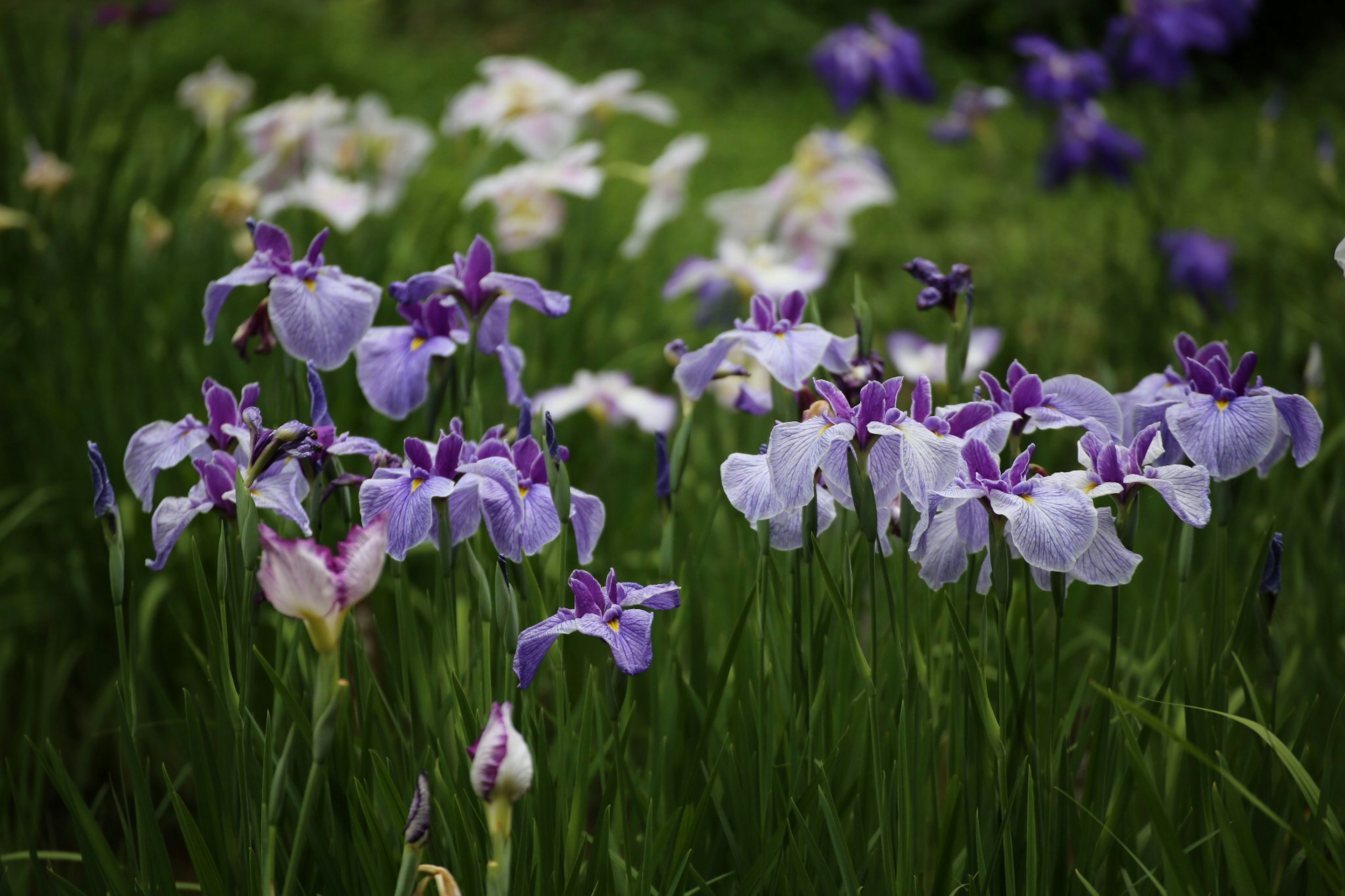 Bunga iris ungu dan putih mekar di rumput hijau