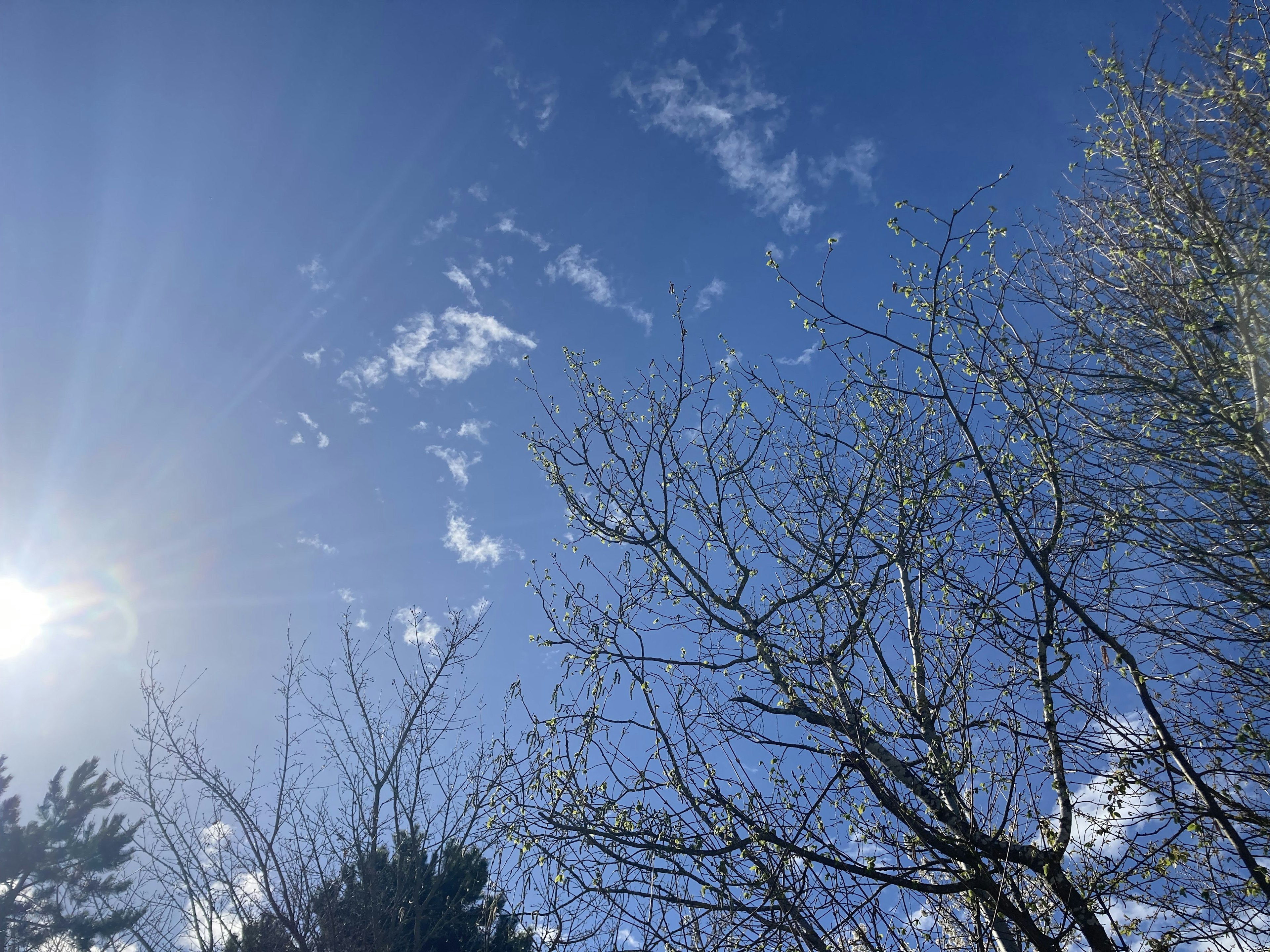 Vista del cielo blu e dei rami degli alberi