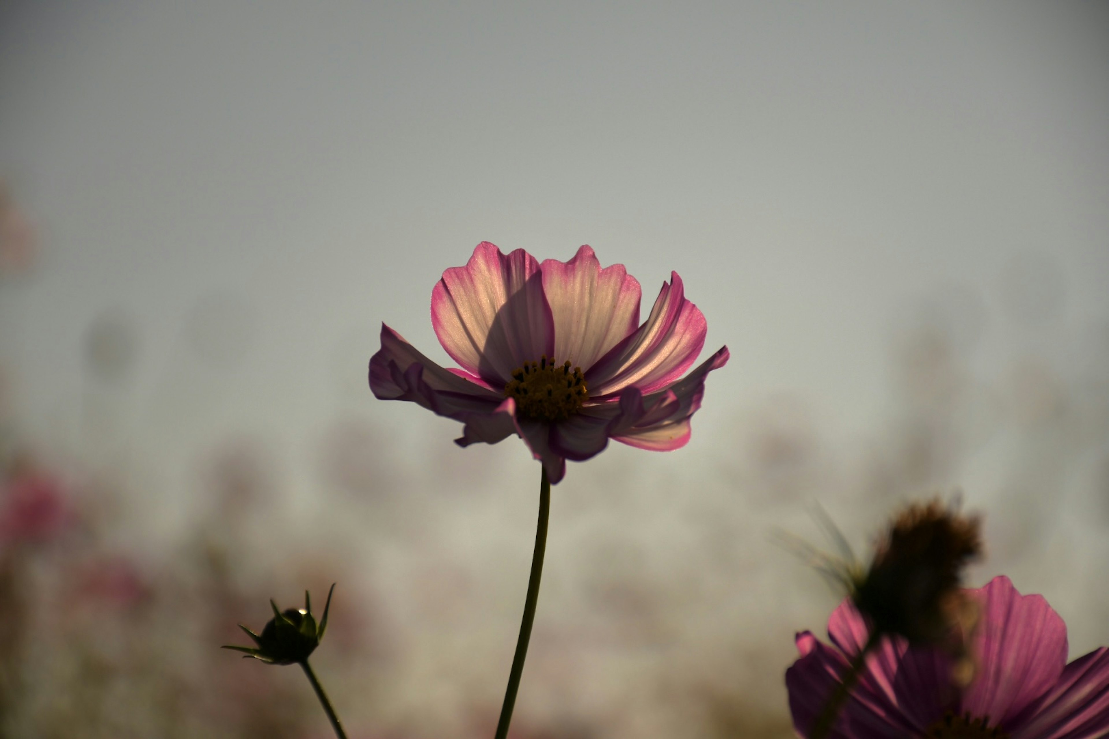 夕日を背景にしたコスモスの花のシルエット