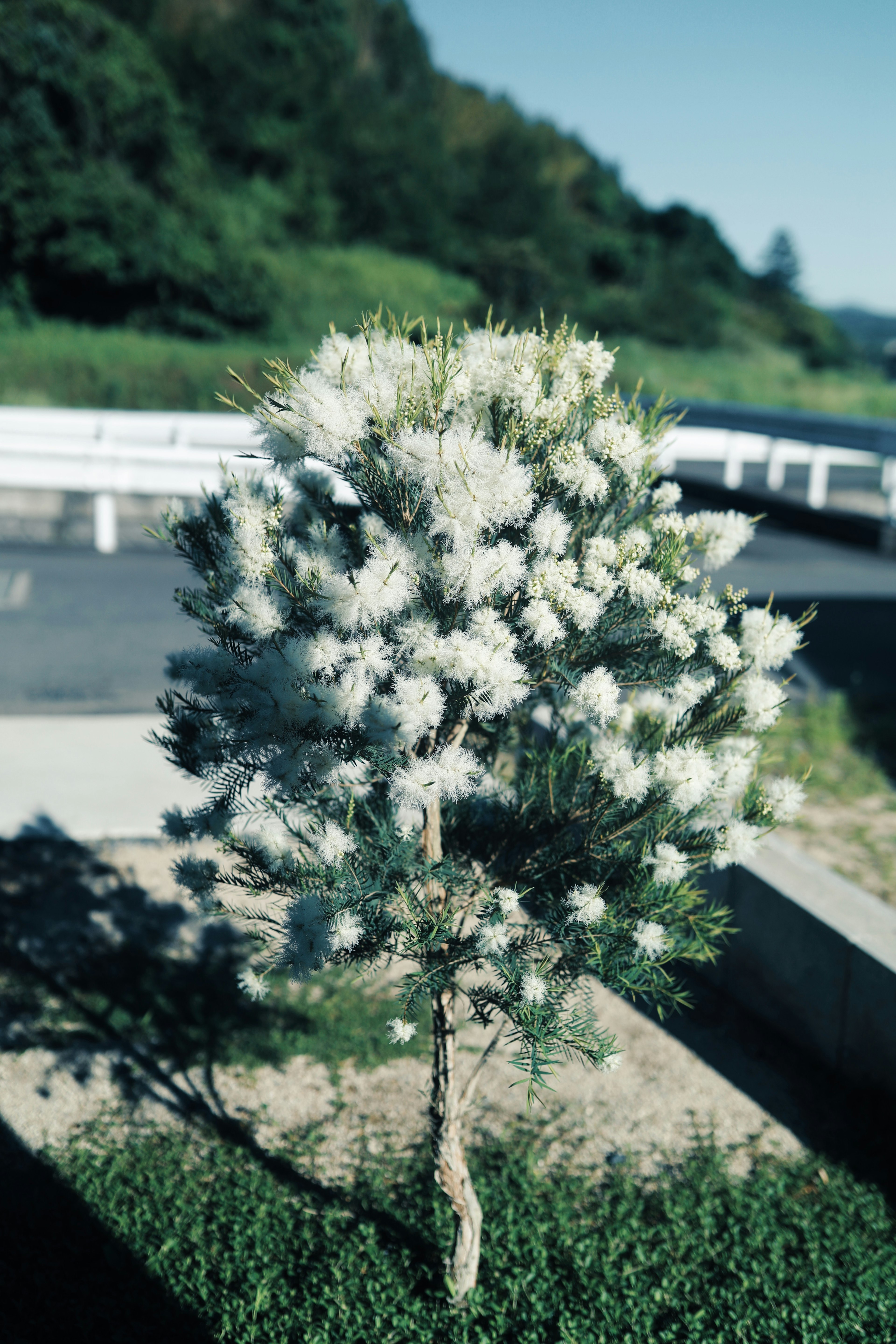 白い花が咲いている小さな木と緑の草地の風景