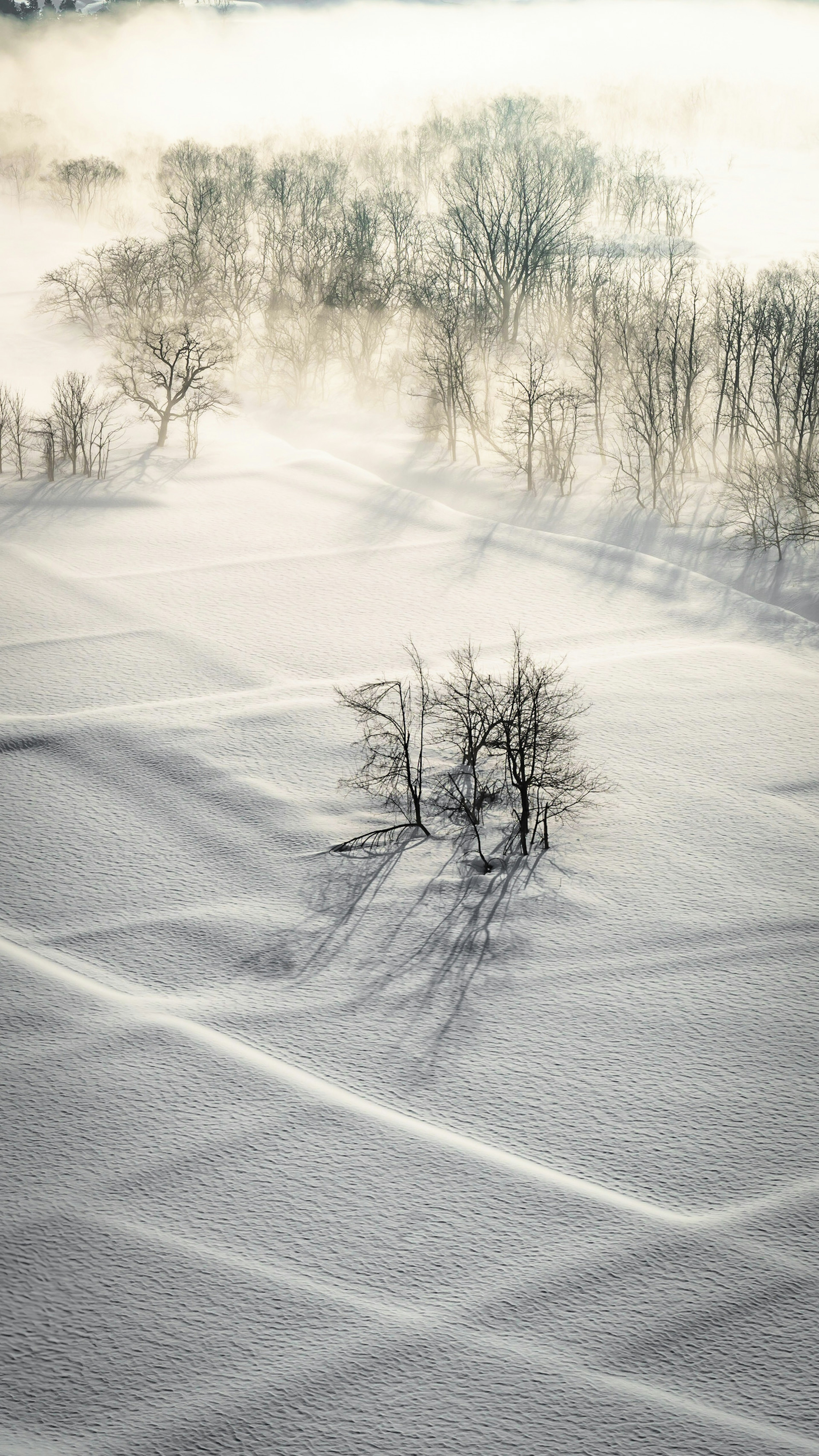 雪に覆われた風景に孤立した木と柔らかな影が映る