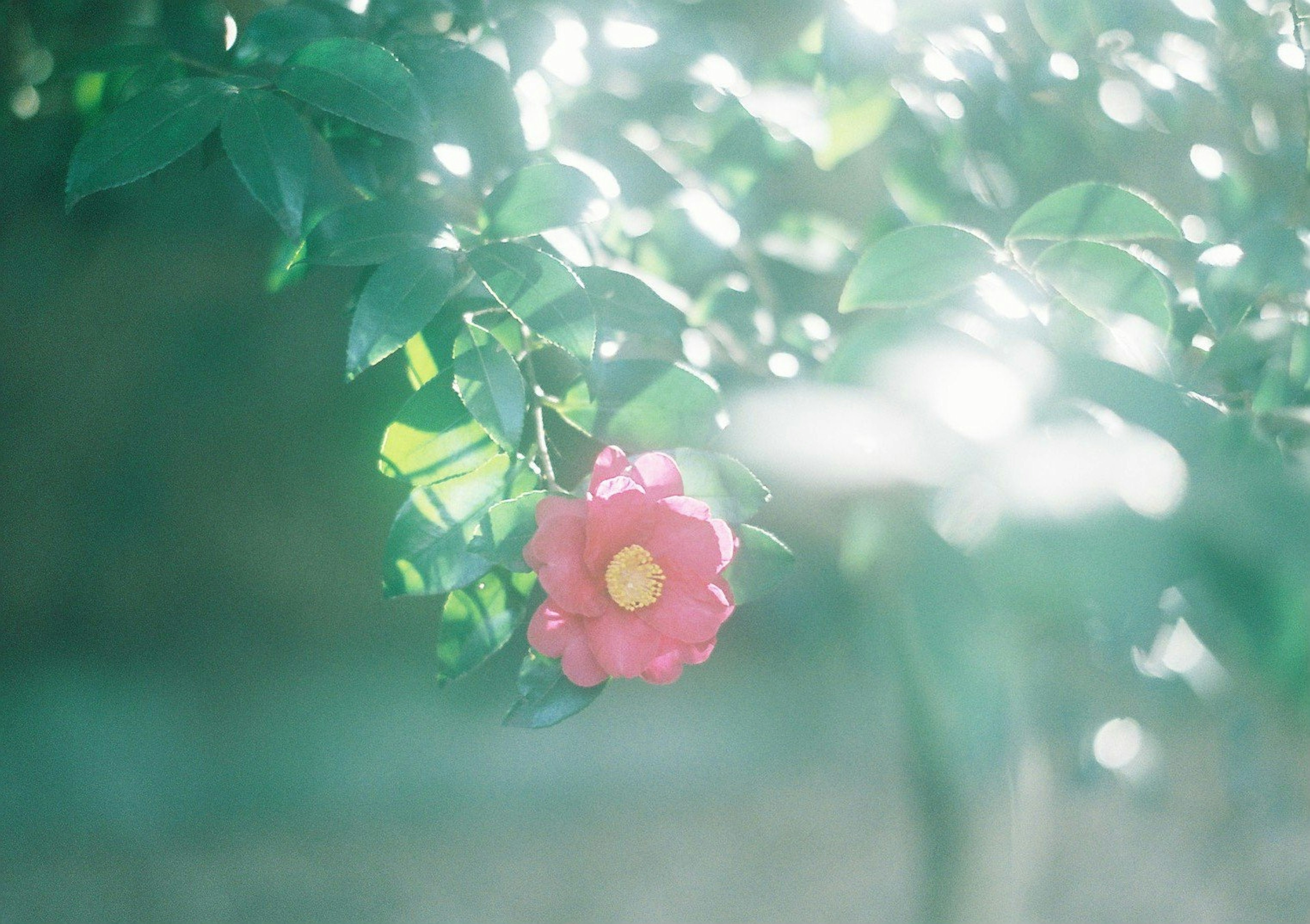 淡い光の中で咲くピンクの花と緑の葉