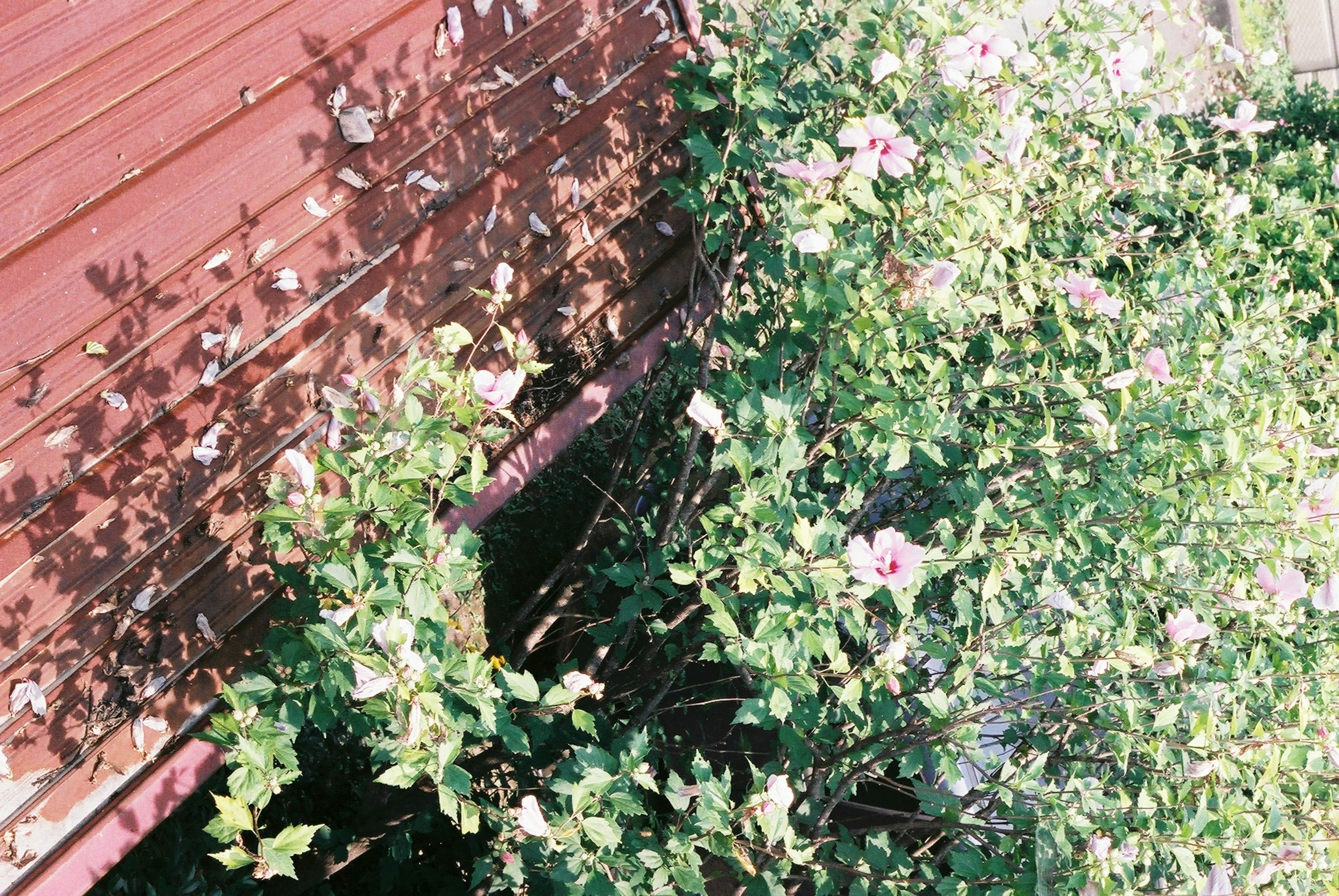 A view of a red wall intersecting with green foliage featuring soft pink flowers