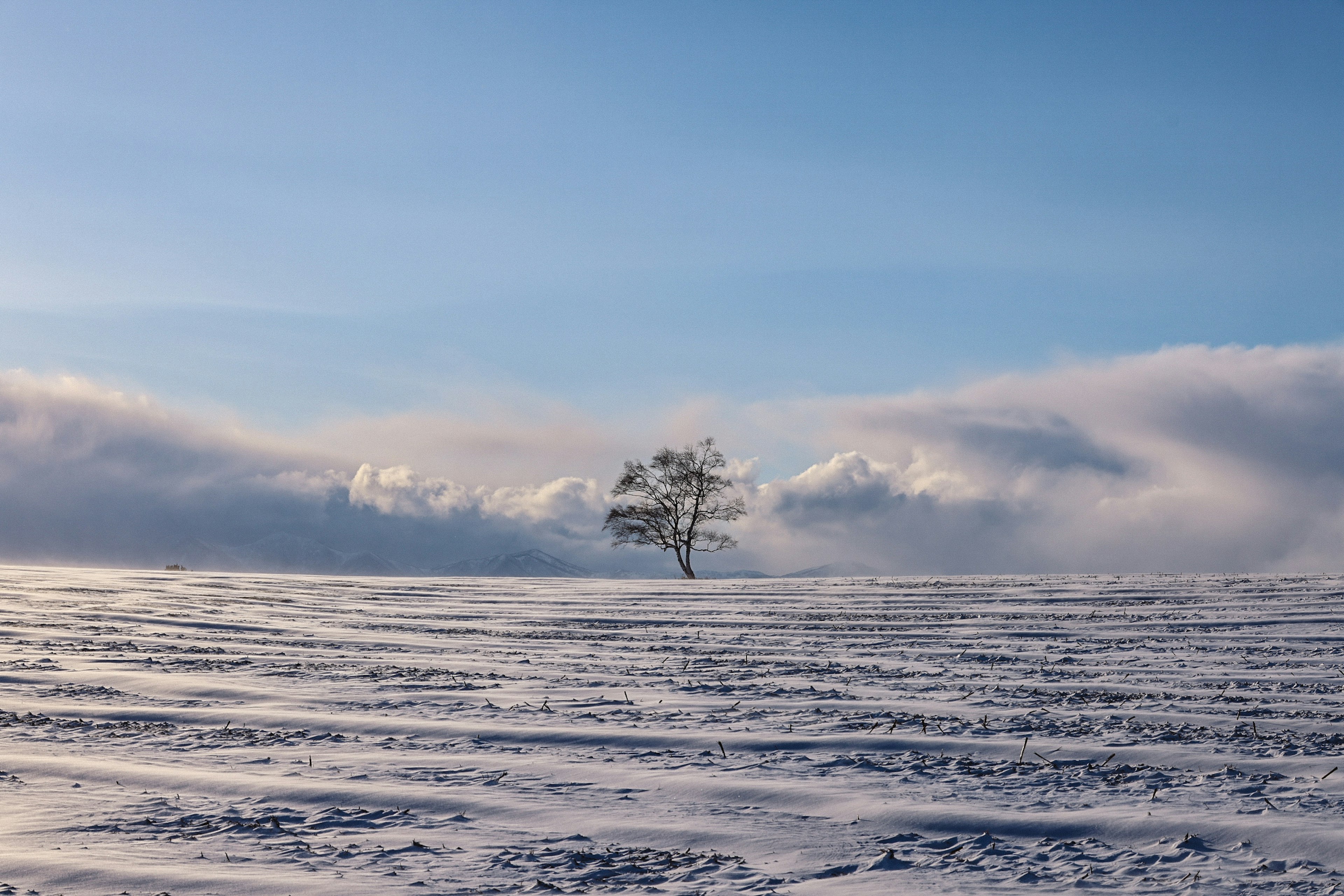 Einsamer Baum in einer schneebedeckten Landschaft vor blauem Himmel