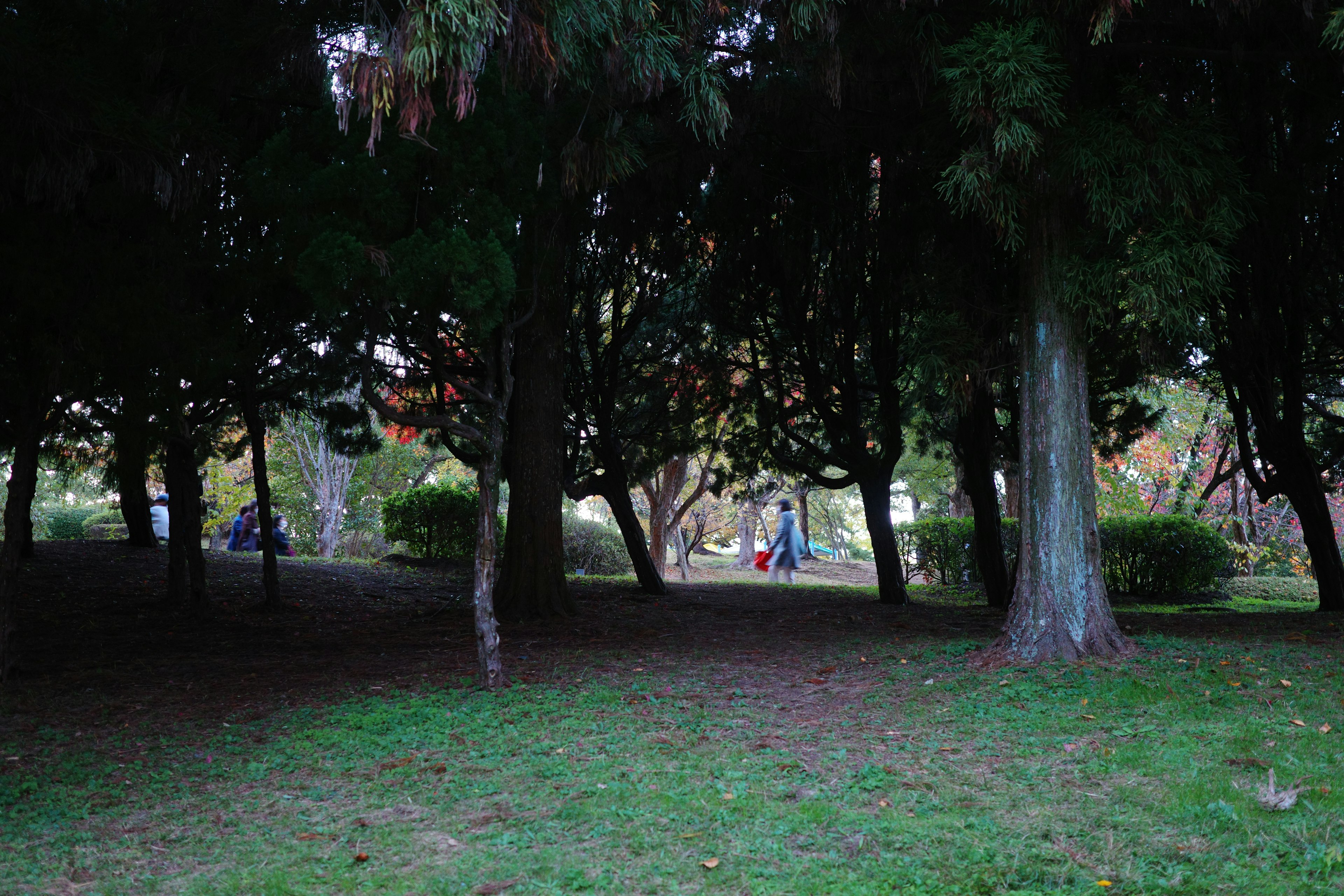 静かな公園の風景で木々に囲まれた芝生のエリアに人々がいる