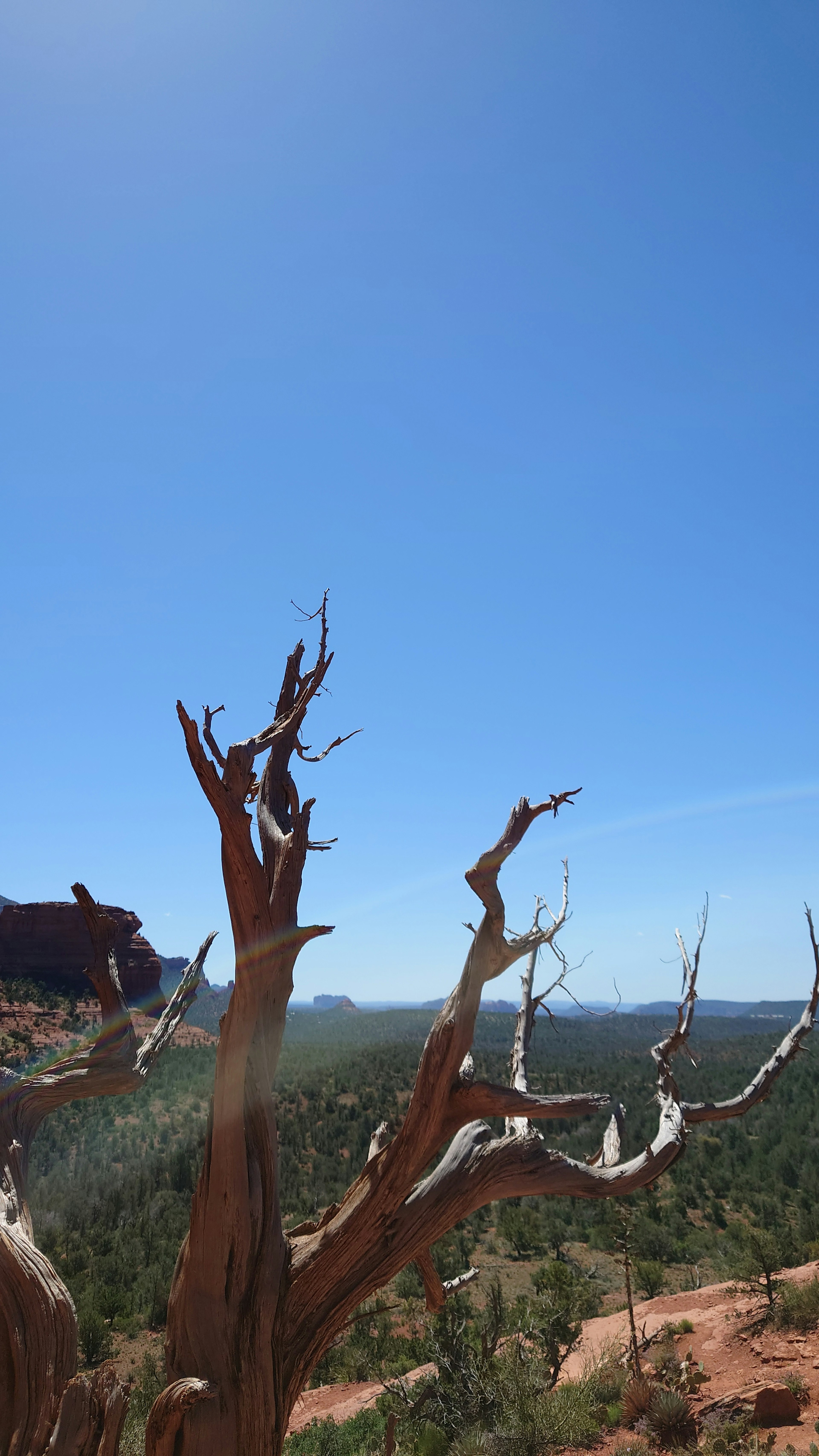 Un albero secco contro un cielo blu chiaro con un paesaggio verde