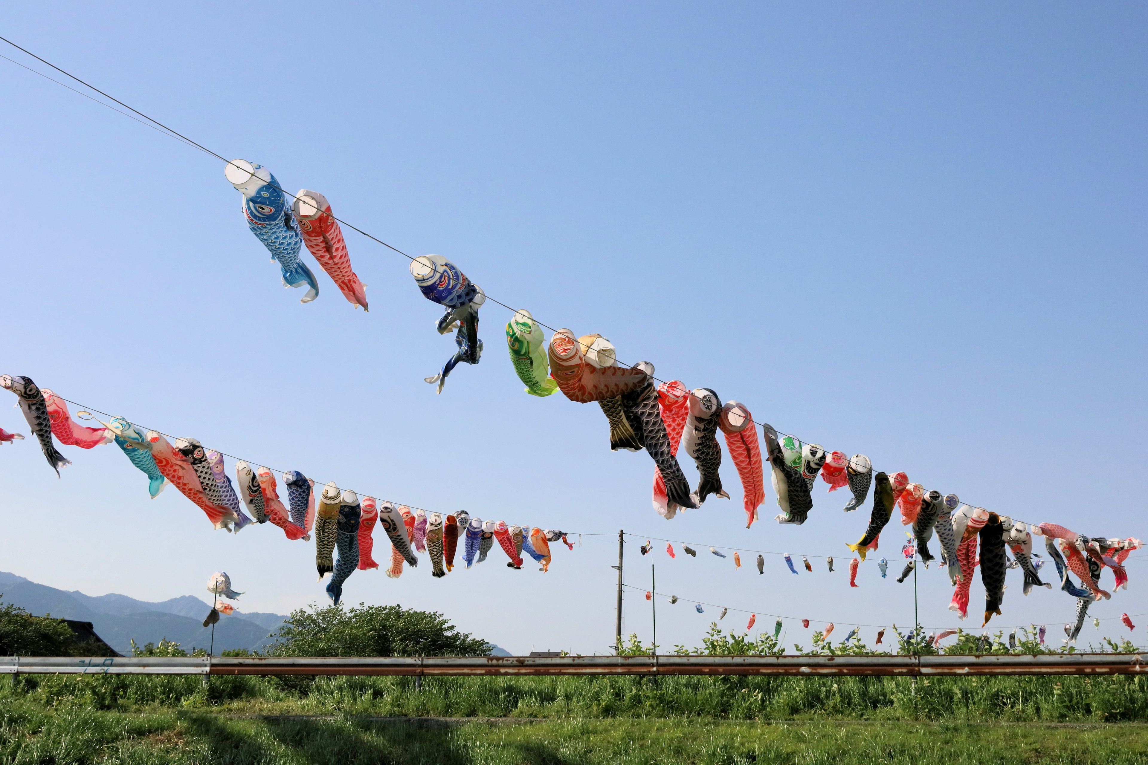 Des koi nobori colorés suspendus sous un ciel bleu