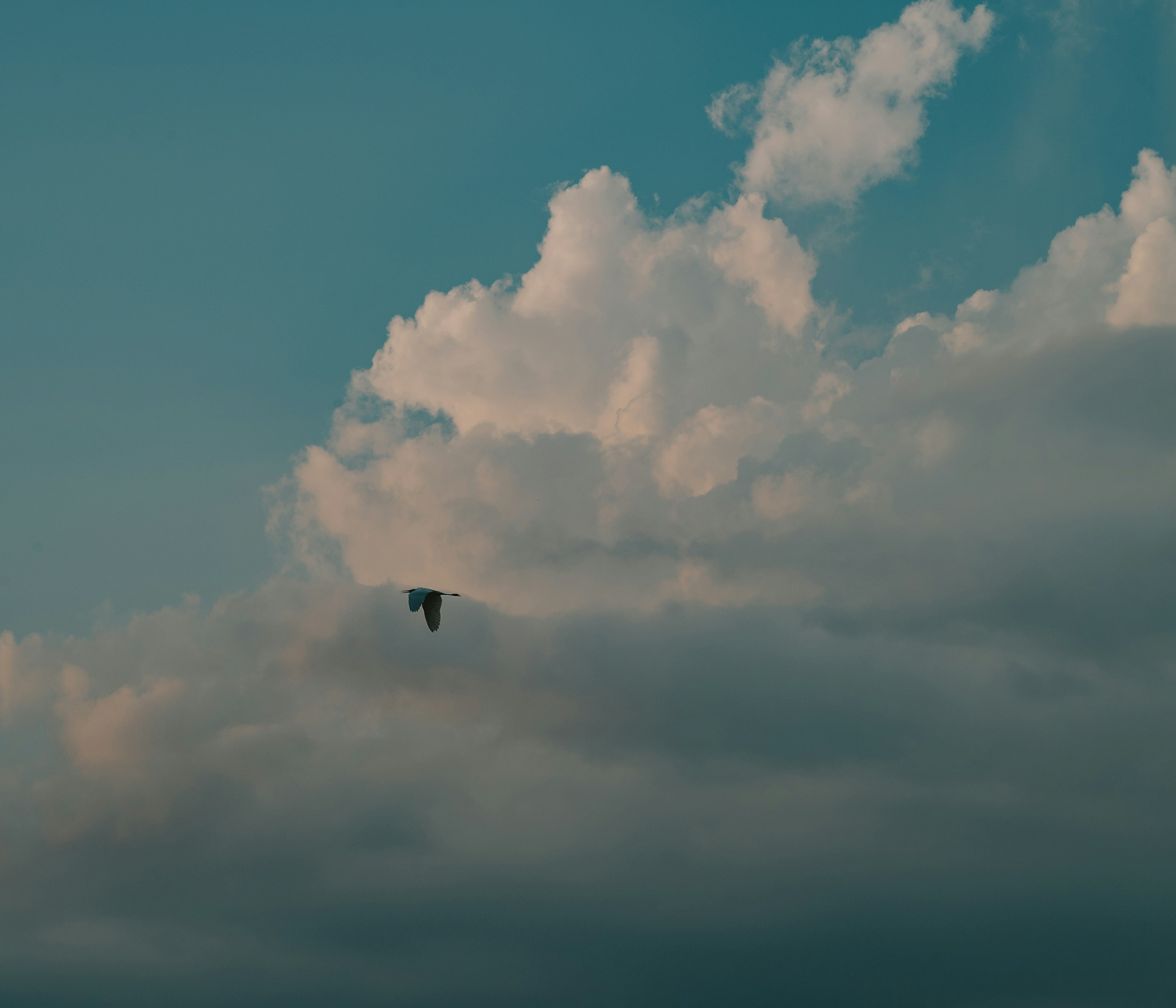 Un uccello che vola in un cielo blu con nuvole bianche