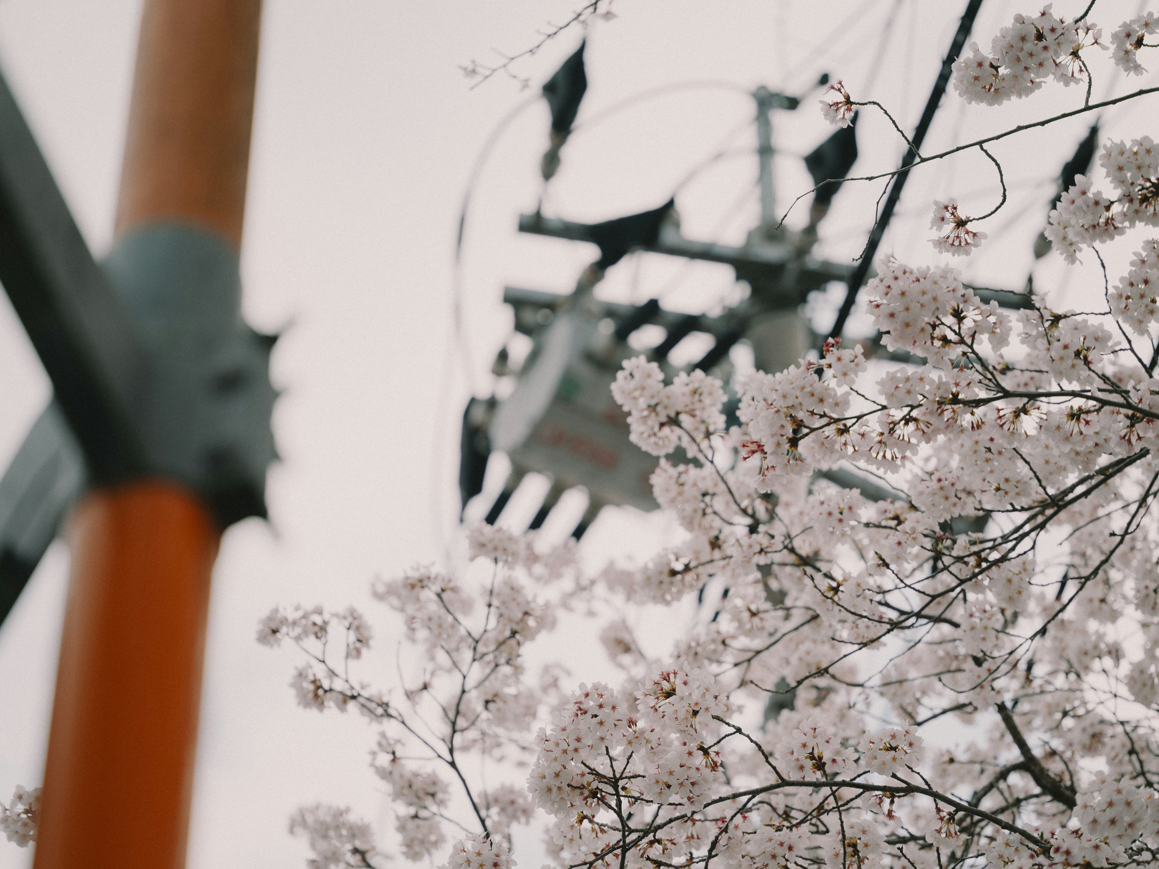 Blurry photo of cherry blossoms and power lines with soft colors