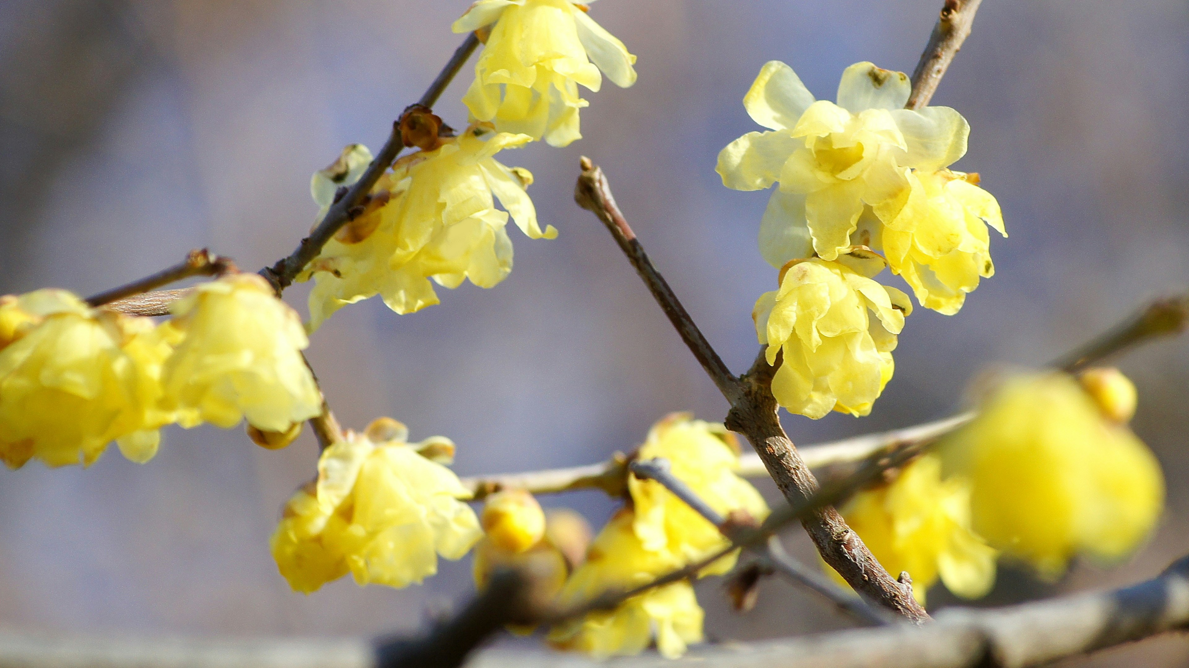 Primo piano di un ramo con fiori gialli in fiore