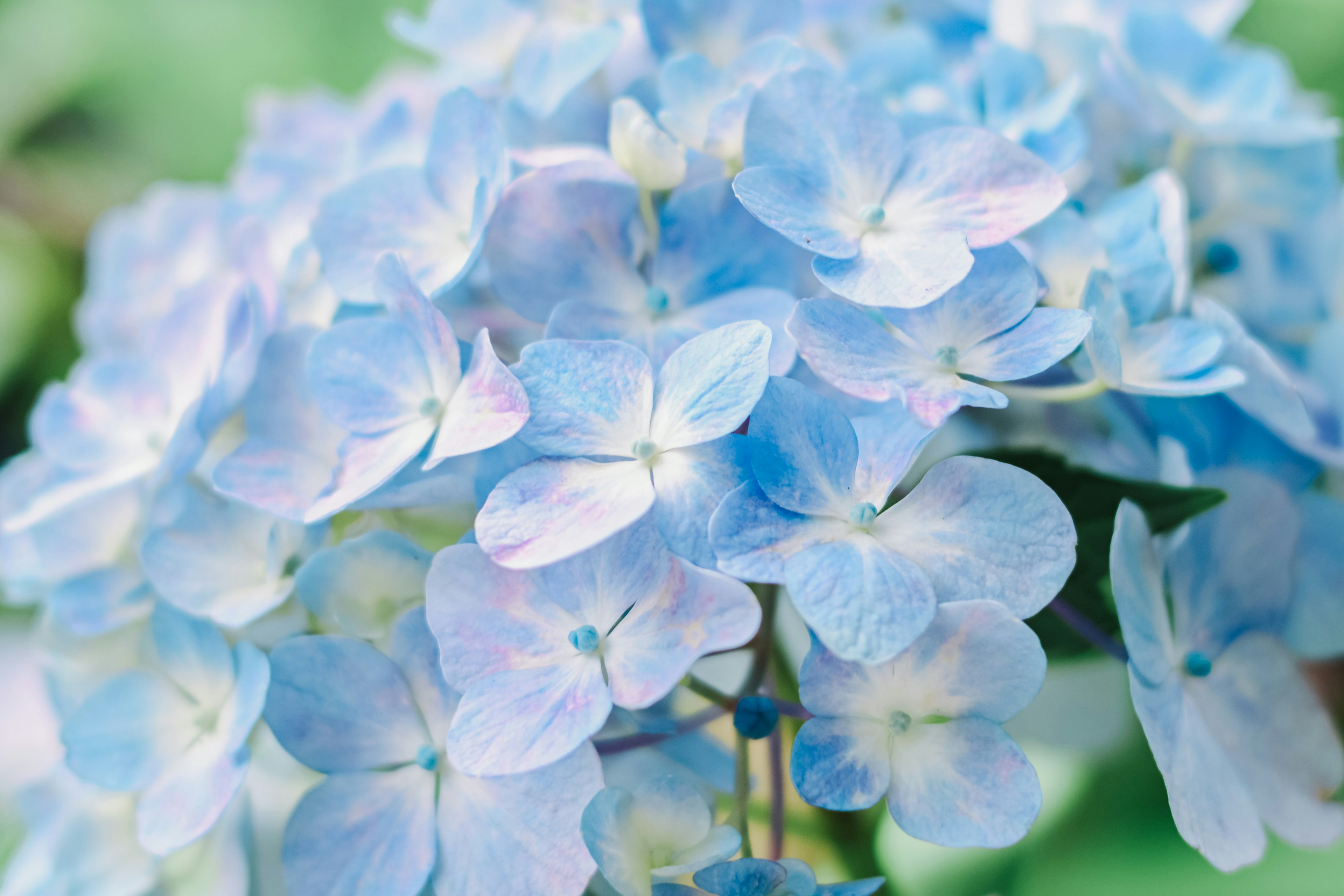 Primer plano de flores de hortensia azules con tonos suaves