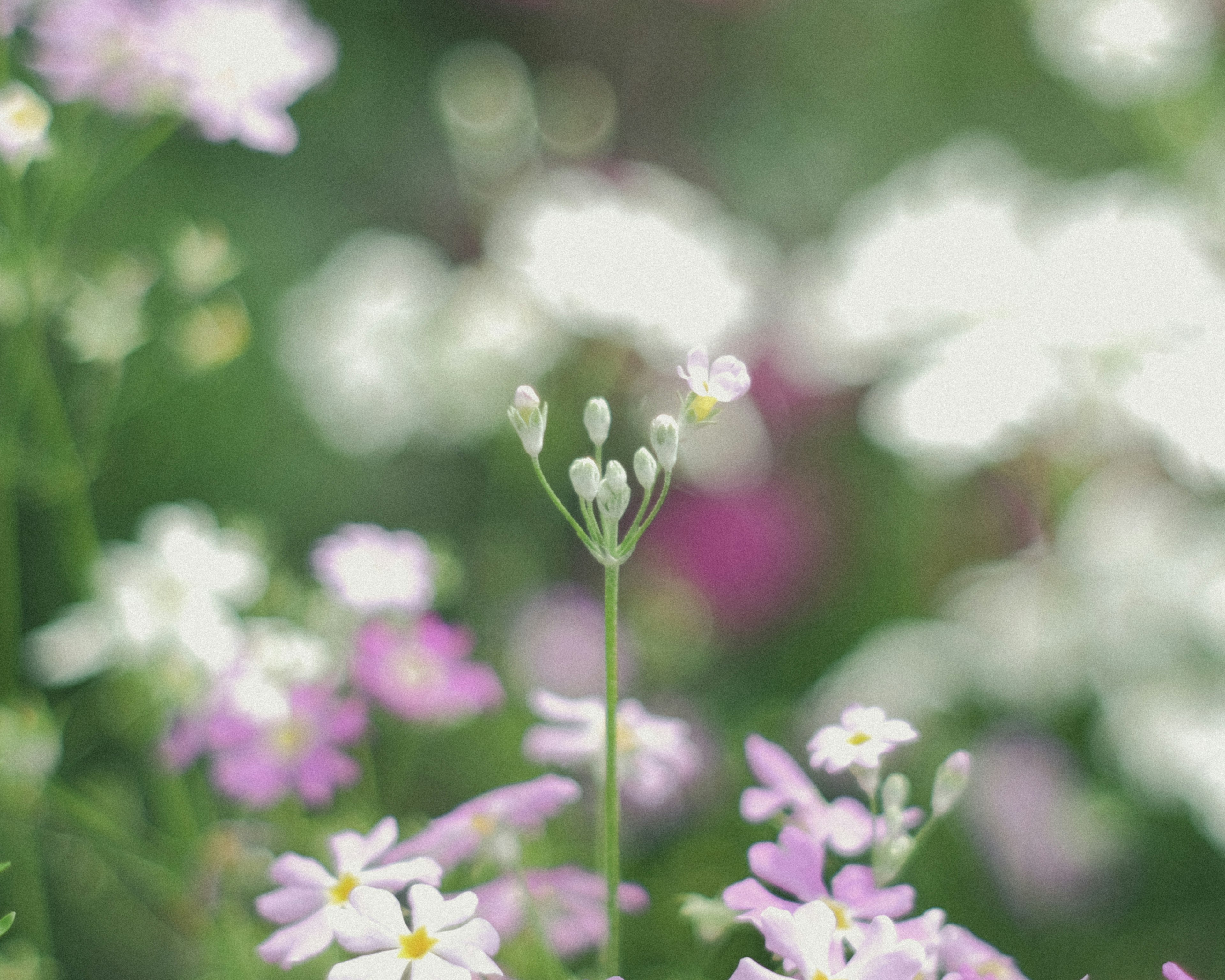 A vibrant field of flowers featuring prominent pink and white blossoms