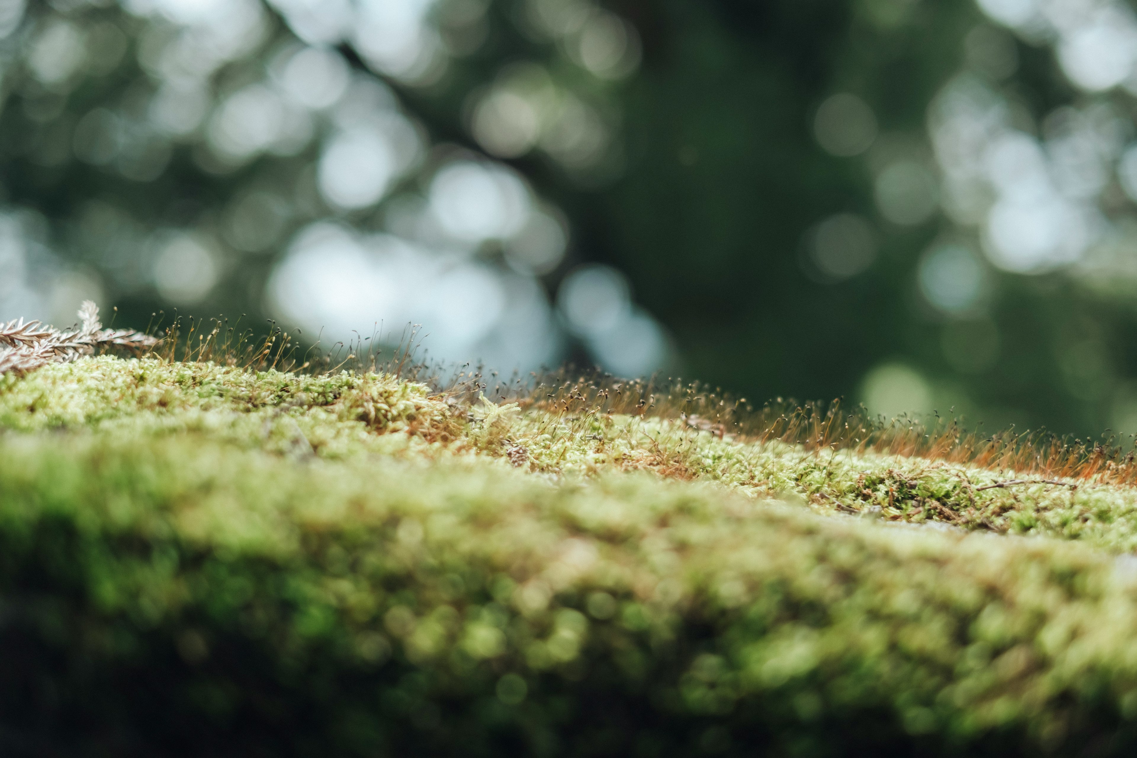 緑の苔に覆われた木の表面のクローズアップ