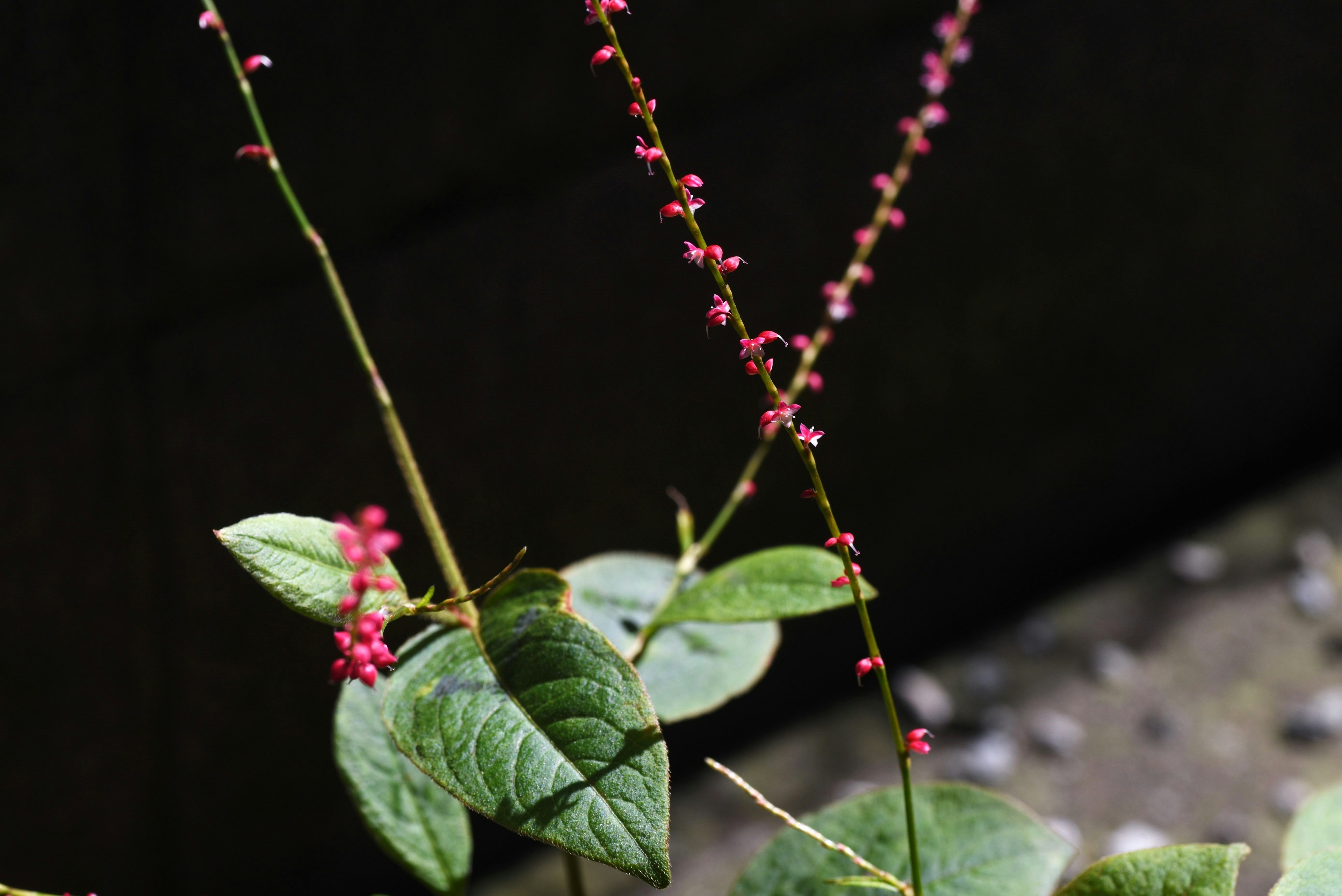 Tiges d'une plante avec des feuilles vertes et de petites fleurs roses