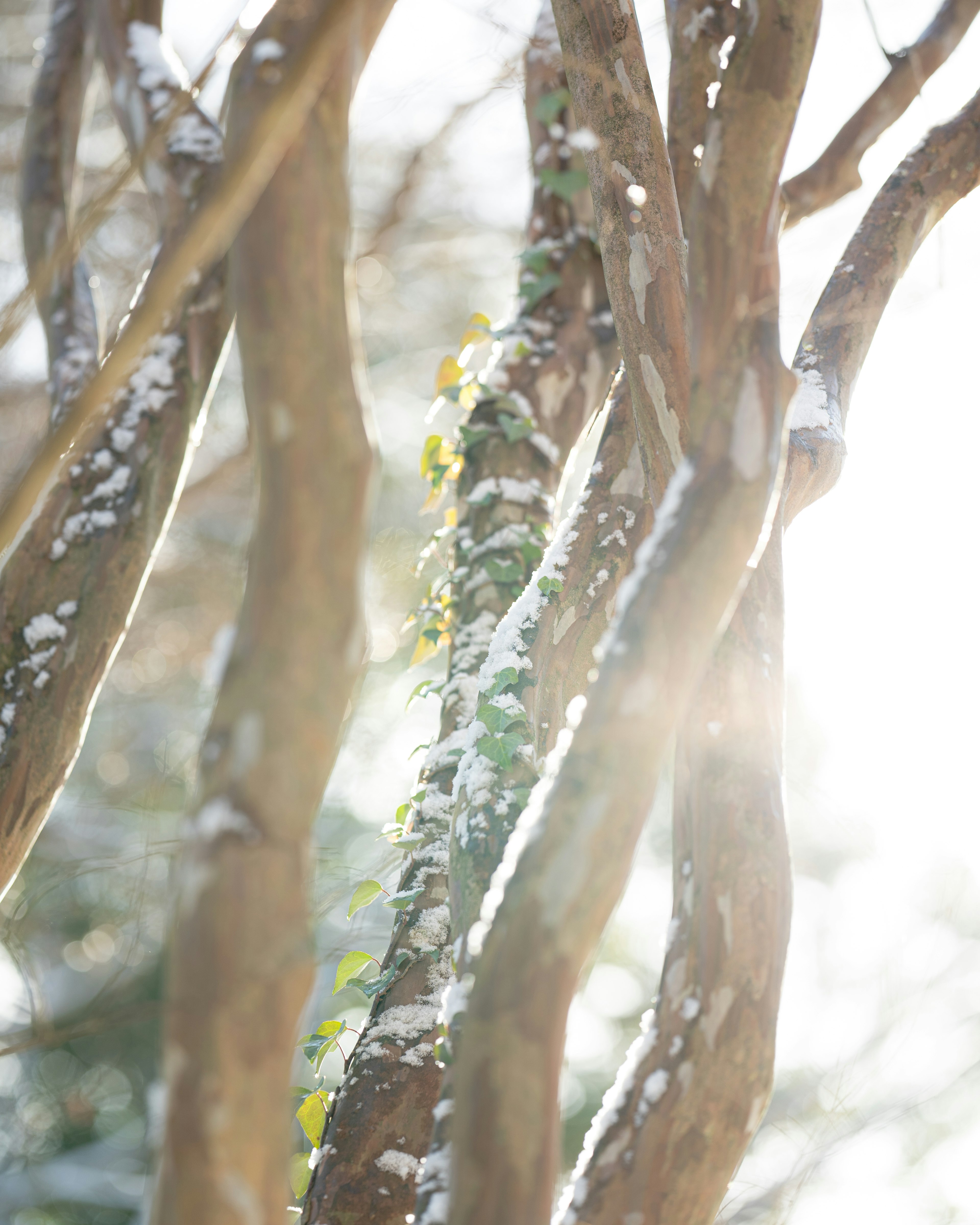 Snow-covered tree branches with green climbing vines