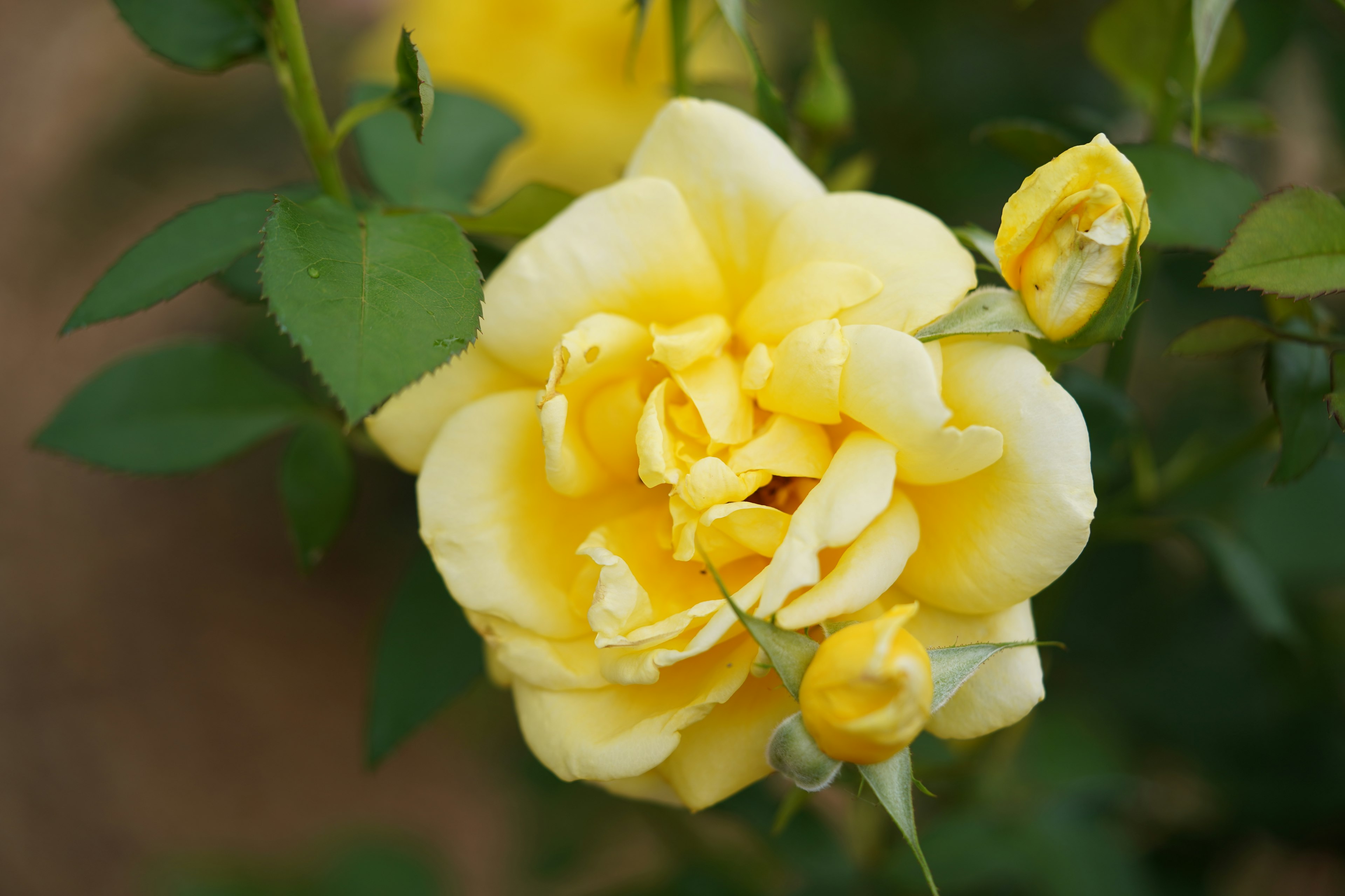 Una rosa gialla in fiore con petali rigogliosi e foglie verdi