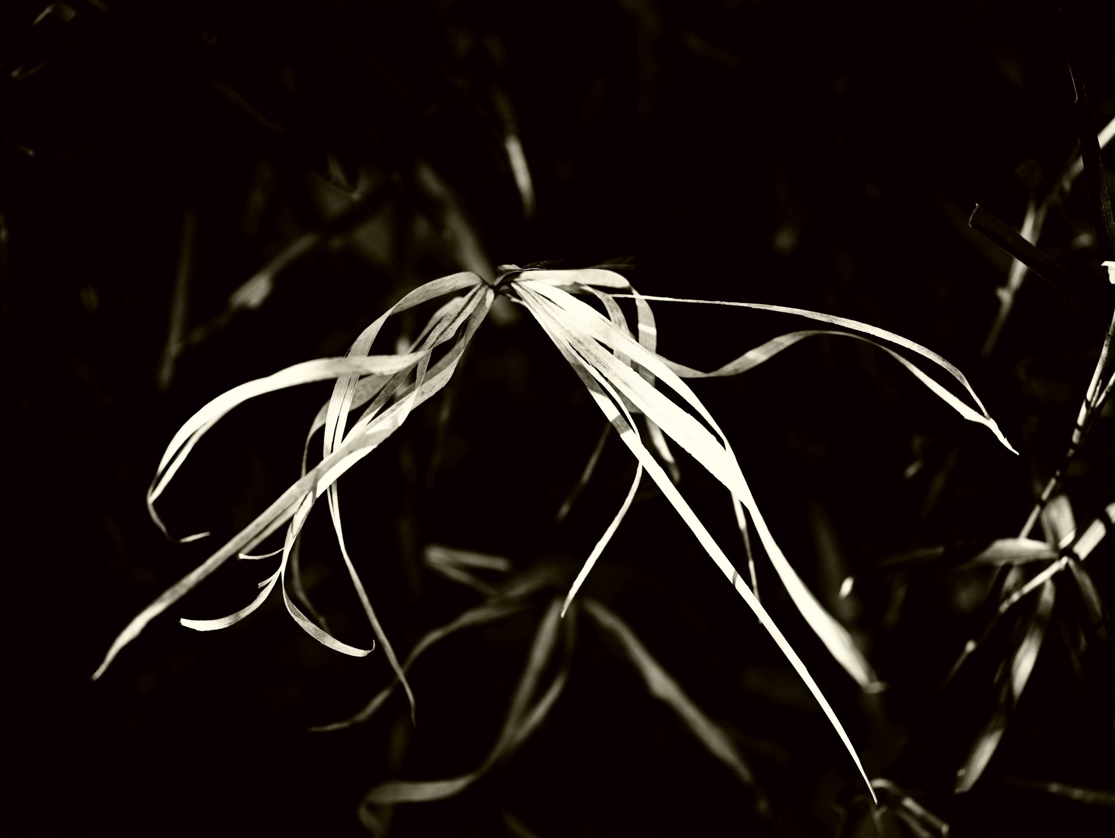 A slender white plant leaf against a dark background