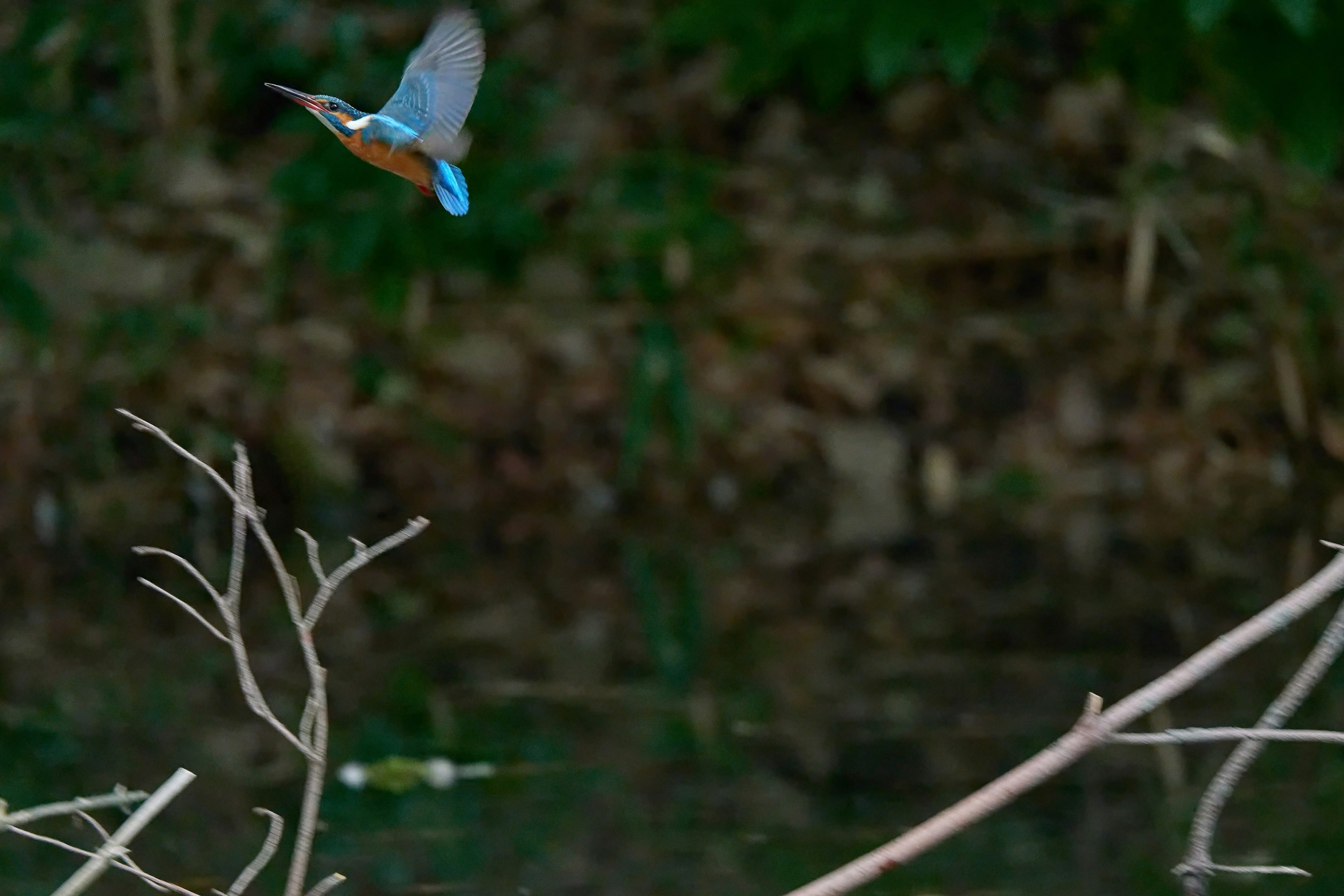 Ein Vogel mit blauen Federn im Flug vor einem Hintergrund aus grünem Laub und Wasserreflexion