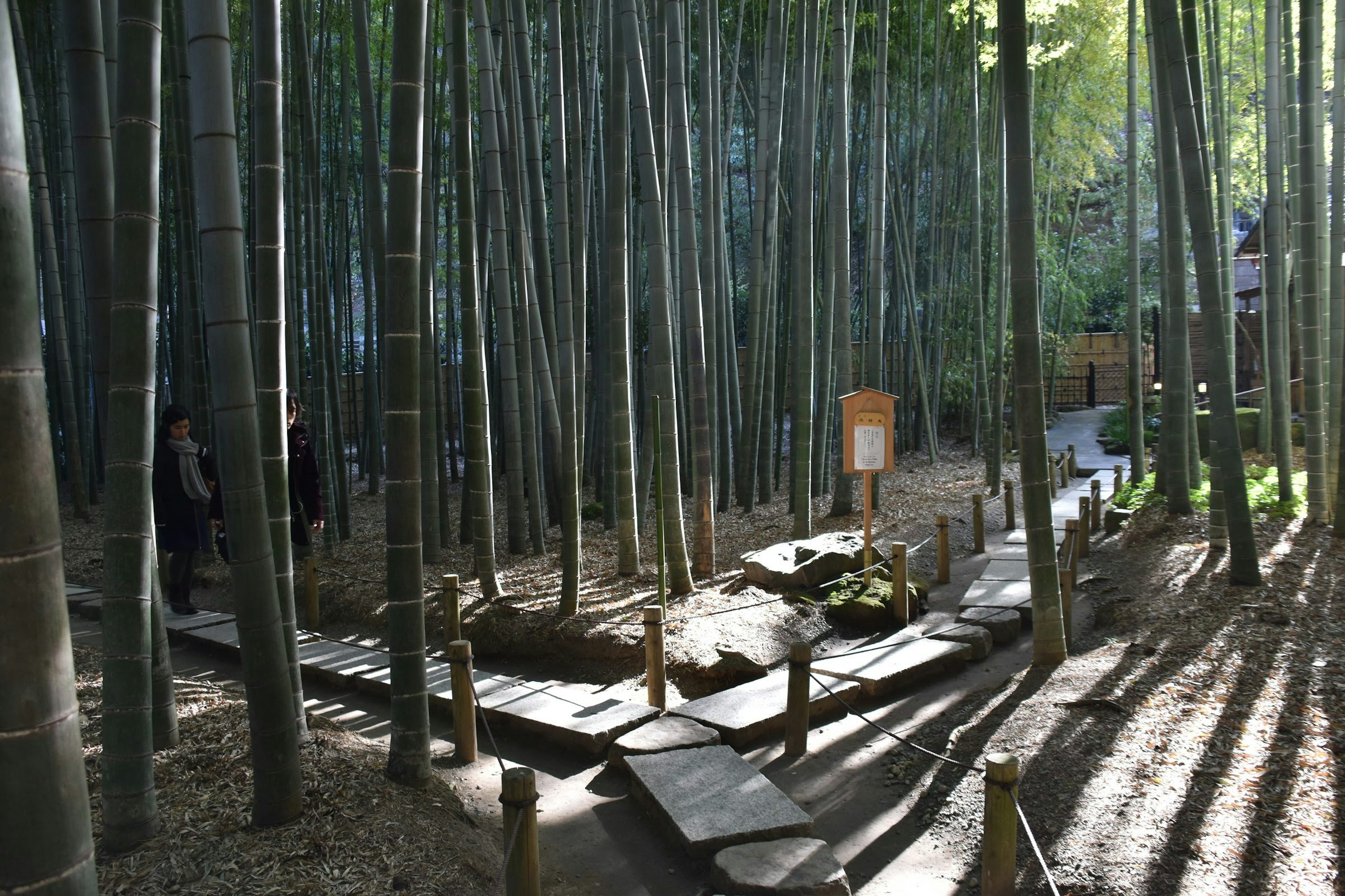 竹林の中にある小道とベンチのある風景