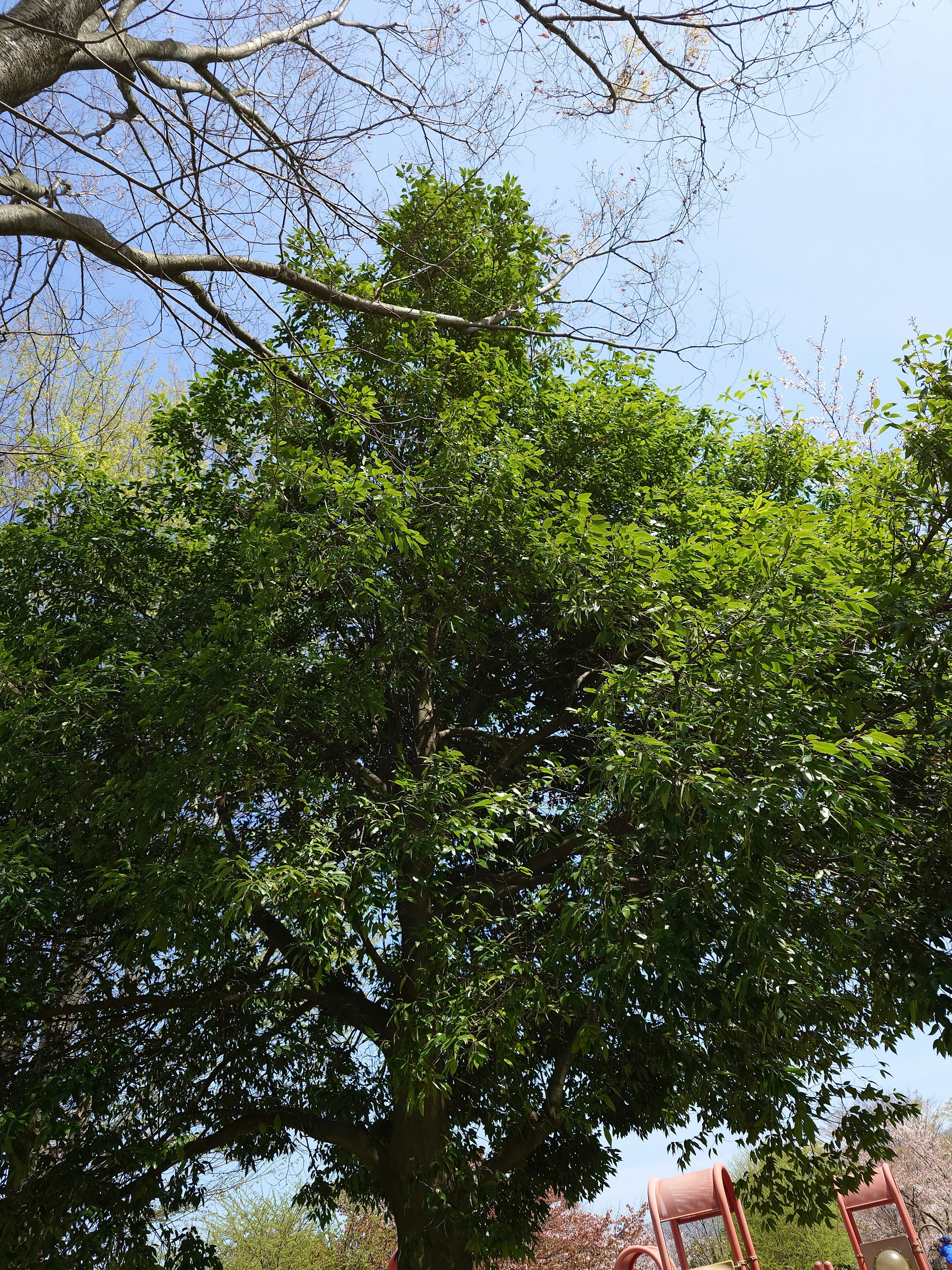 Albero verde rigoglioso con cielo blu chiaro sullo sfondo