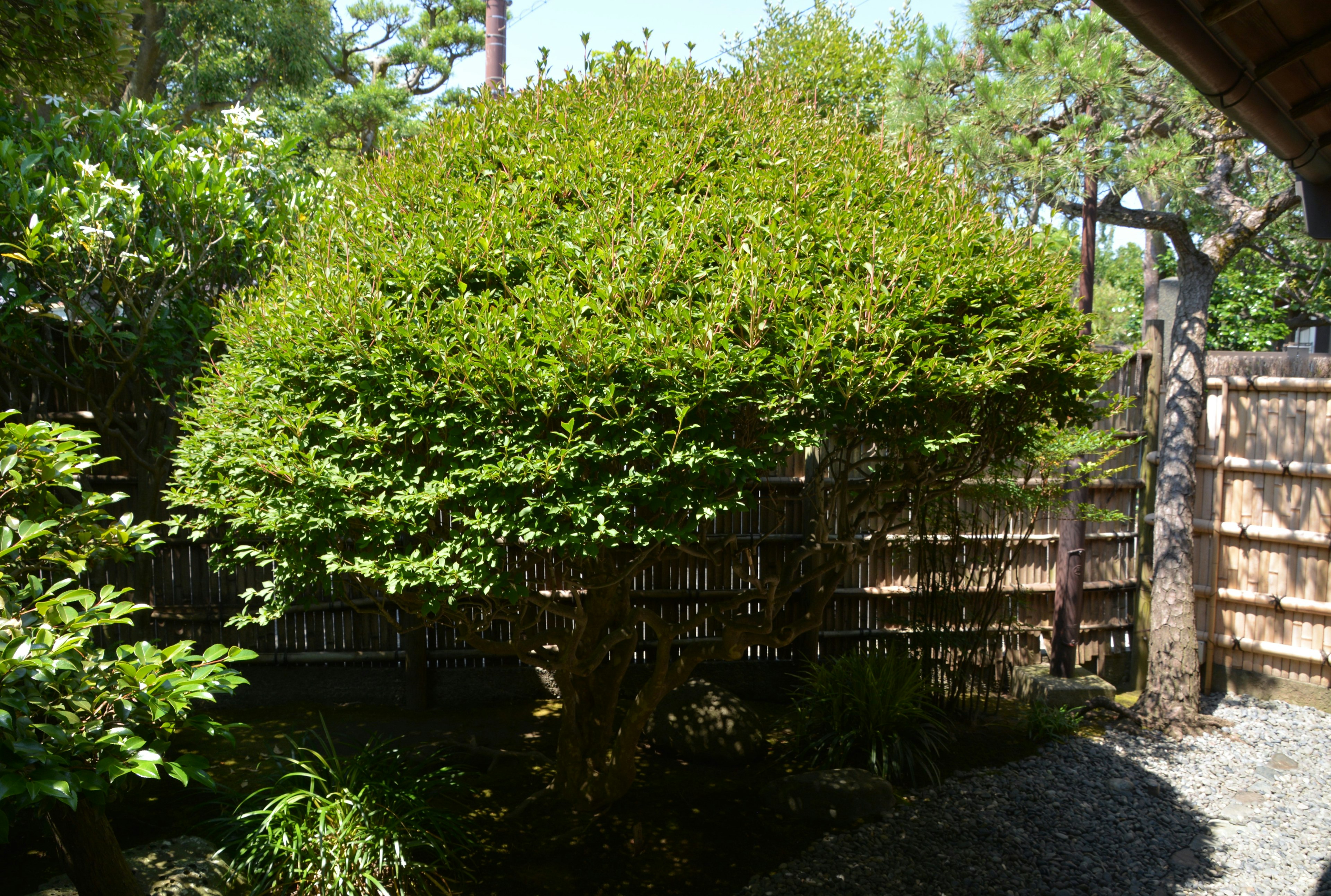 Jardin luxuriant avec un arbre en forme ronde et une clôture en bambou