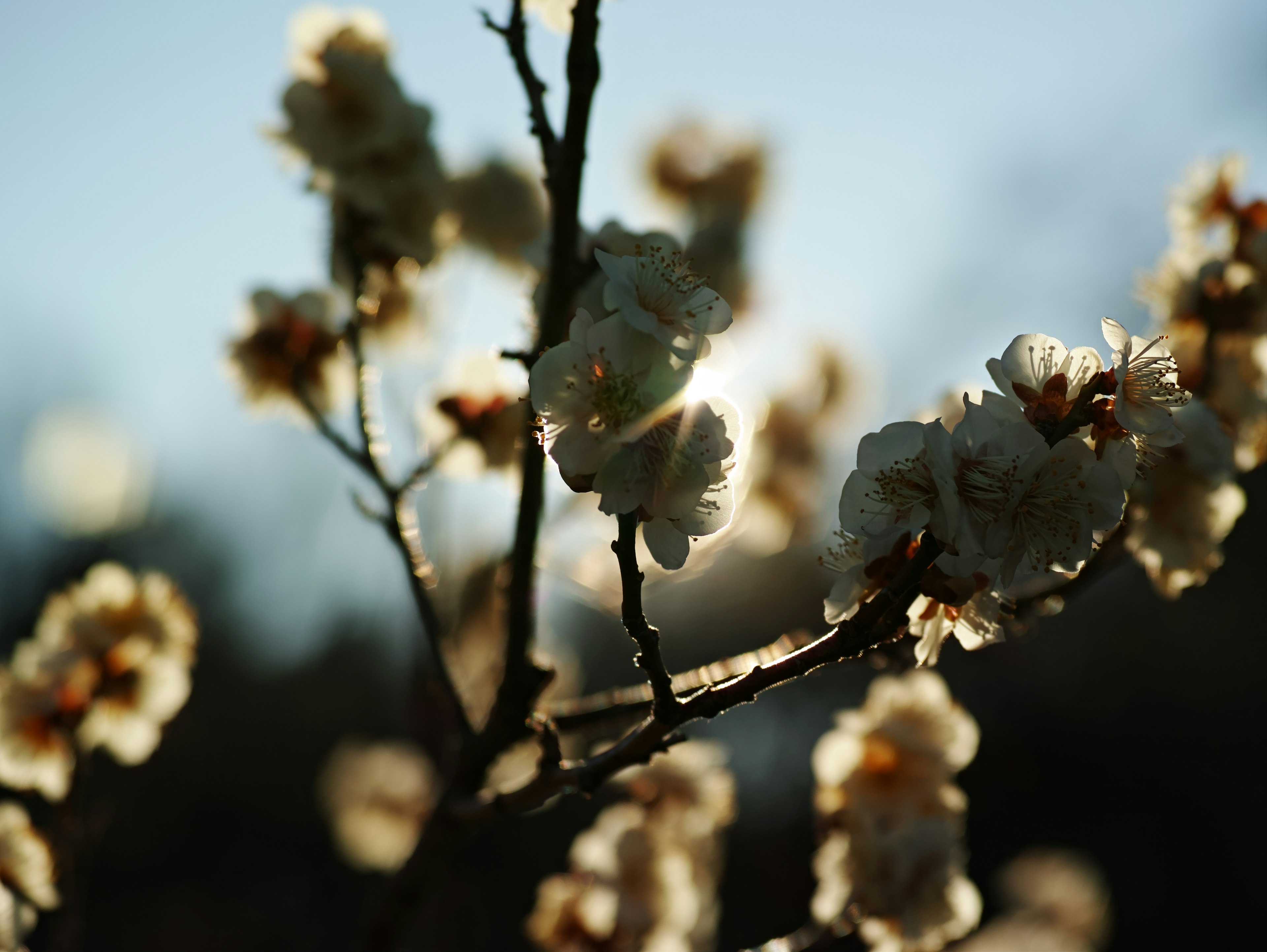 逆光に照らされた白い花の枝