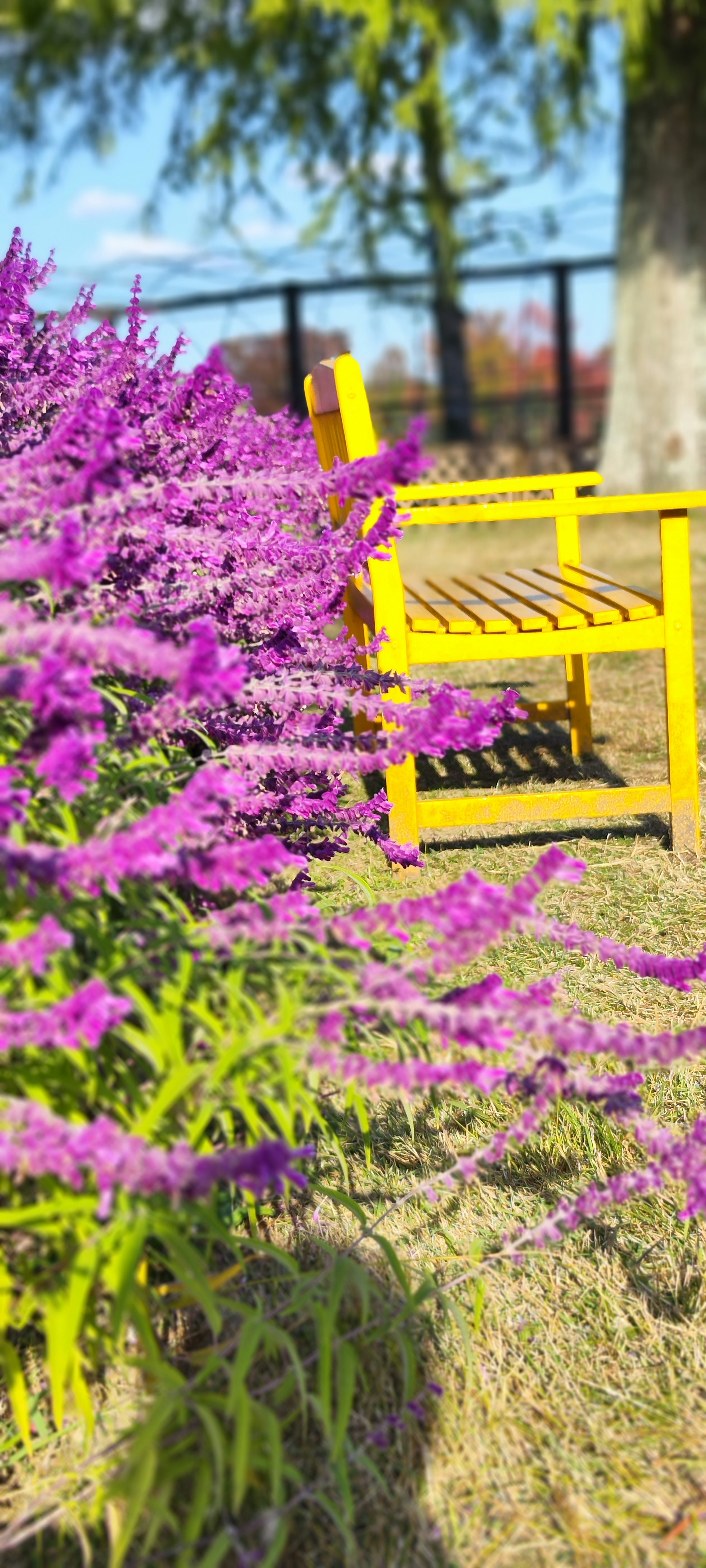 Scène de jardin avec une chaise jaune et des fleurs violettes vives