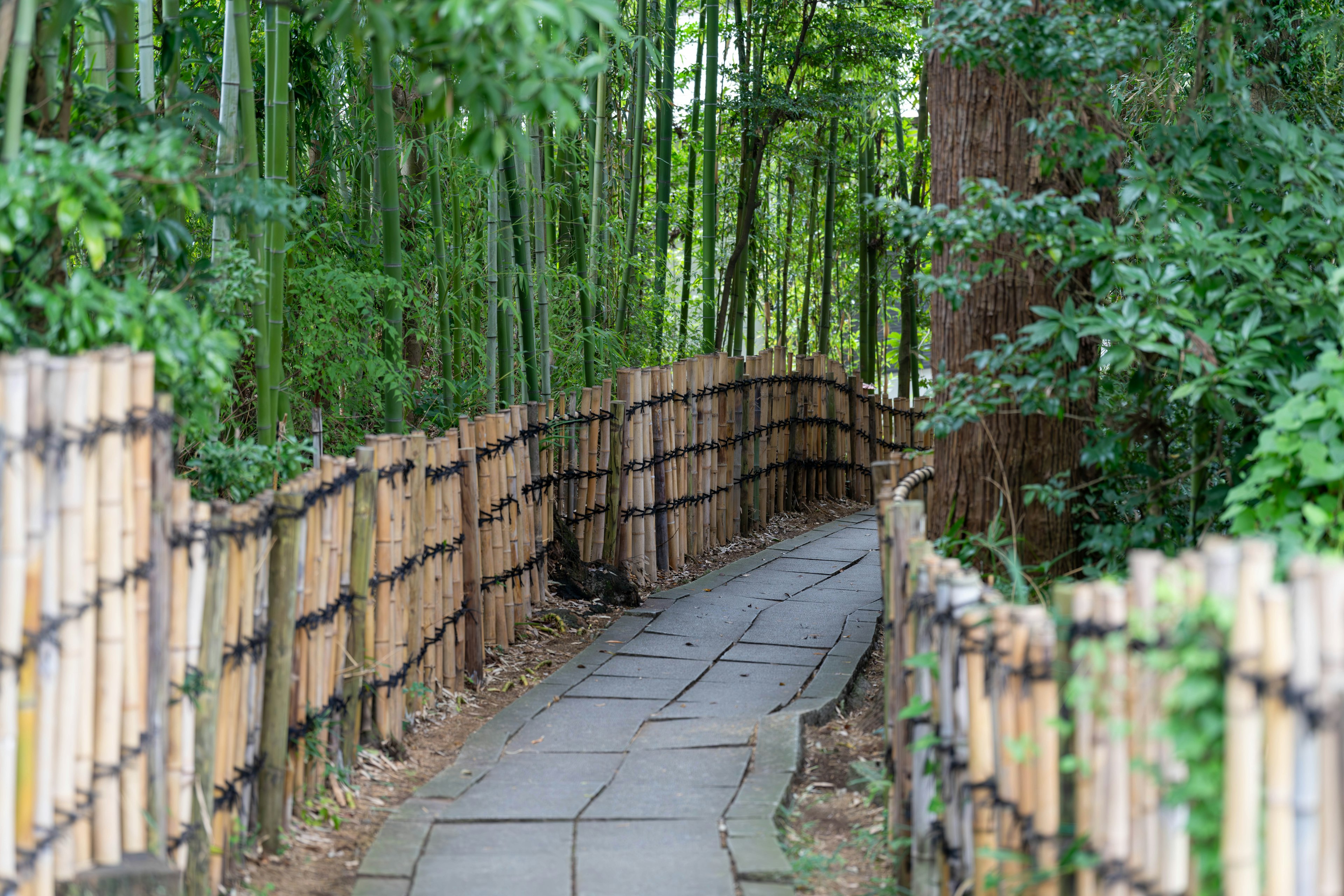 Paved path surrounded by bamboo forest and bamboo fence