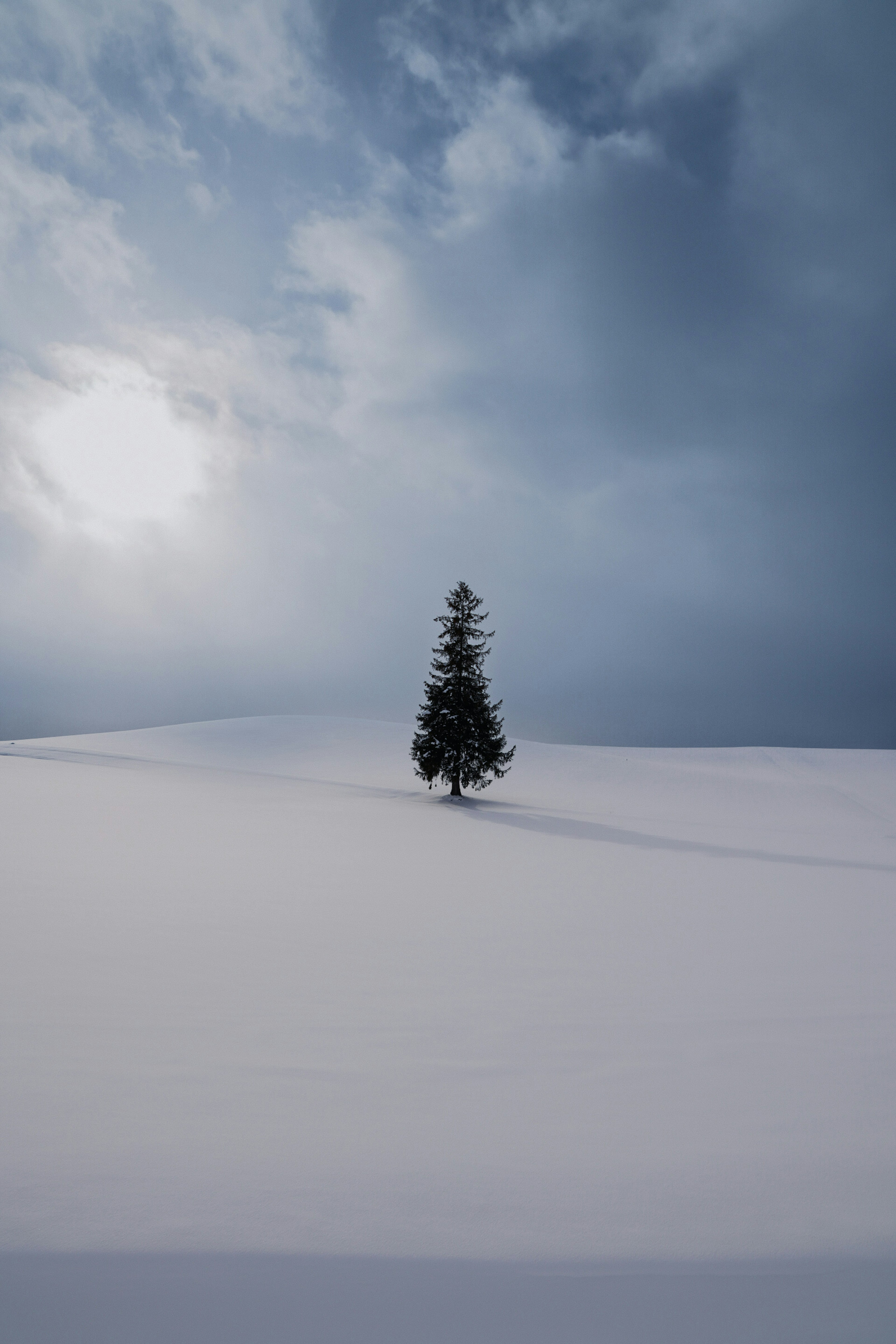 Un arbre solitaire se tenant dans un paysage enneigé sous un ciel nuageux