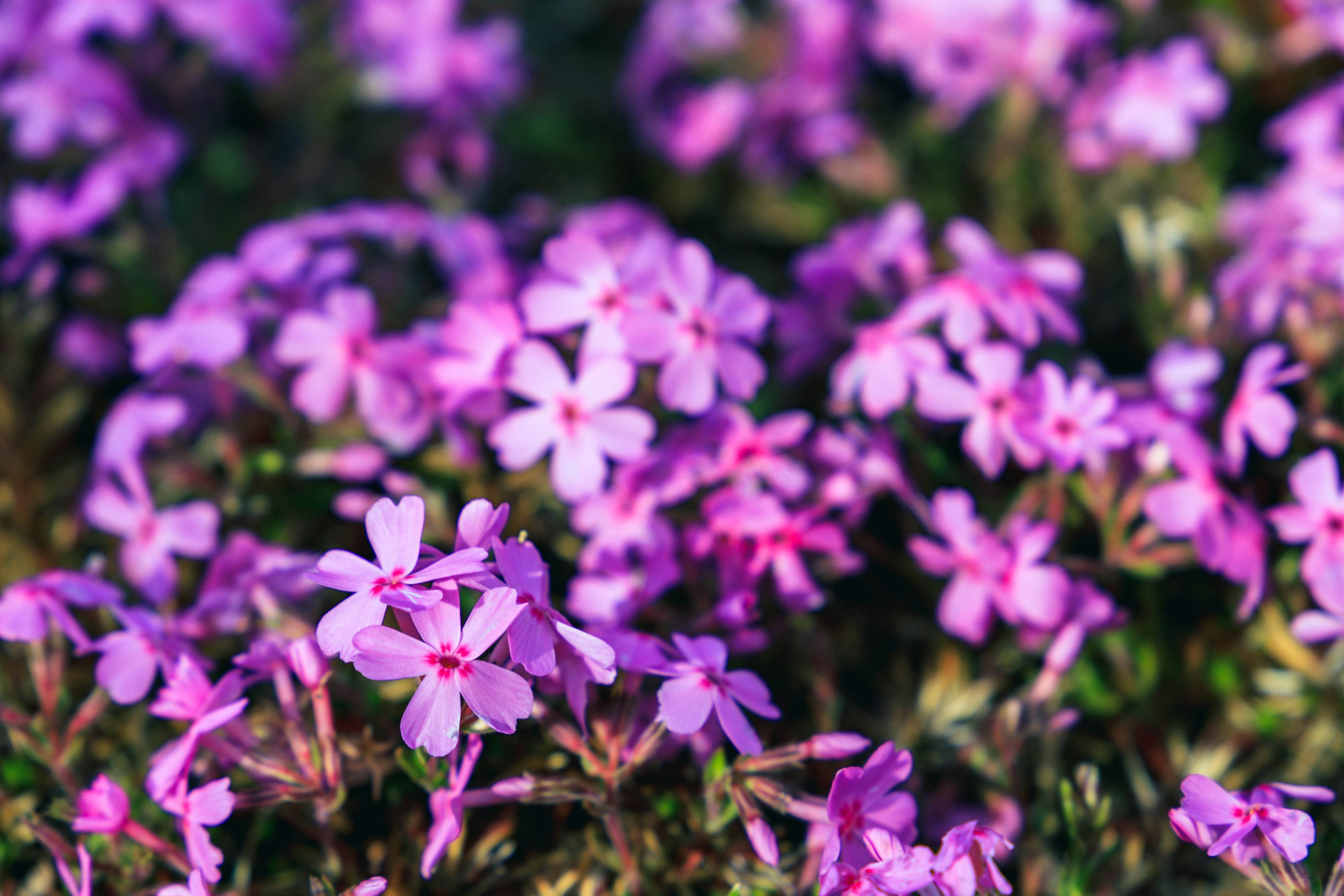 Vibrant purple flowers blooming in a natural setting