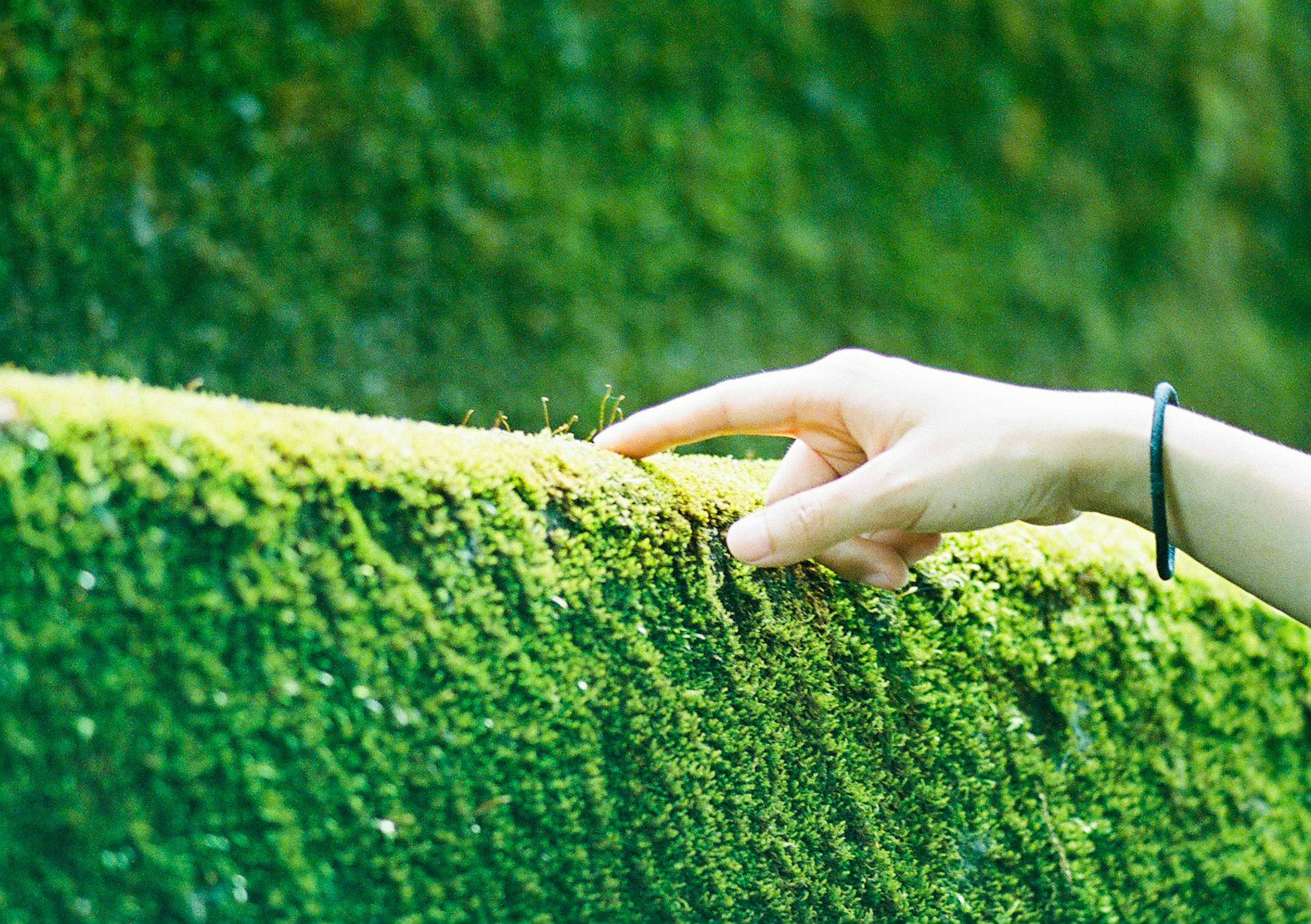 Main touchant de la mousse verte vibrante