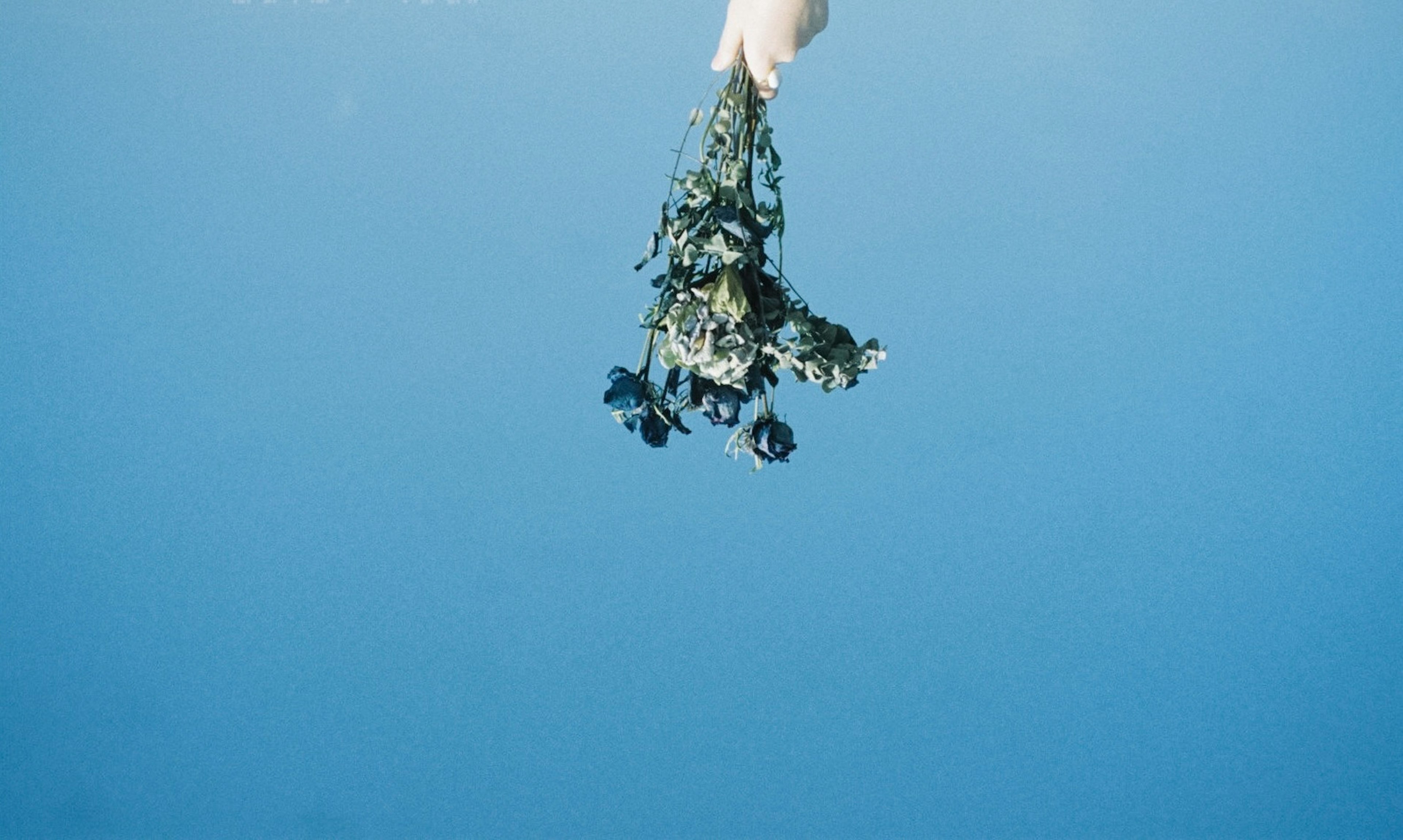 Unterwasserpflanzen, die von einer Hand vor blauem Hintergrund gehalten werden