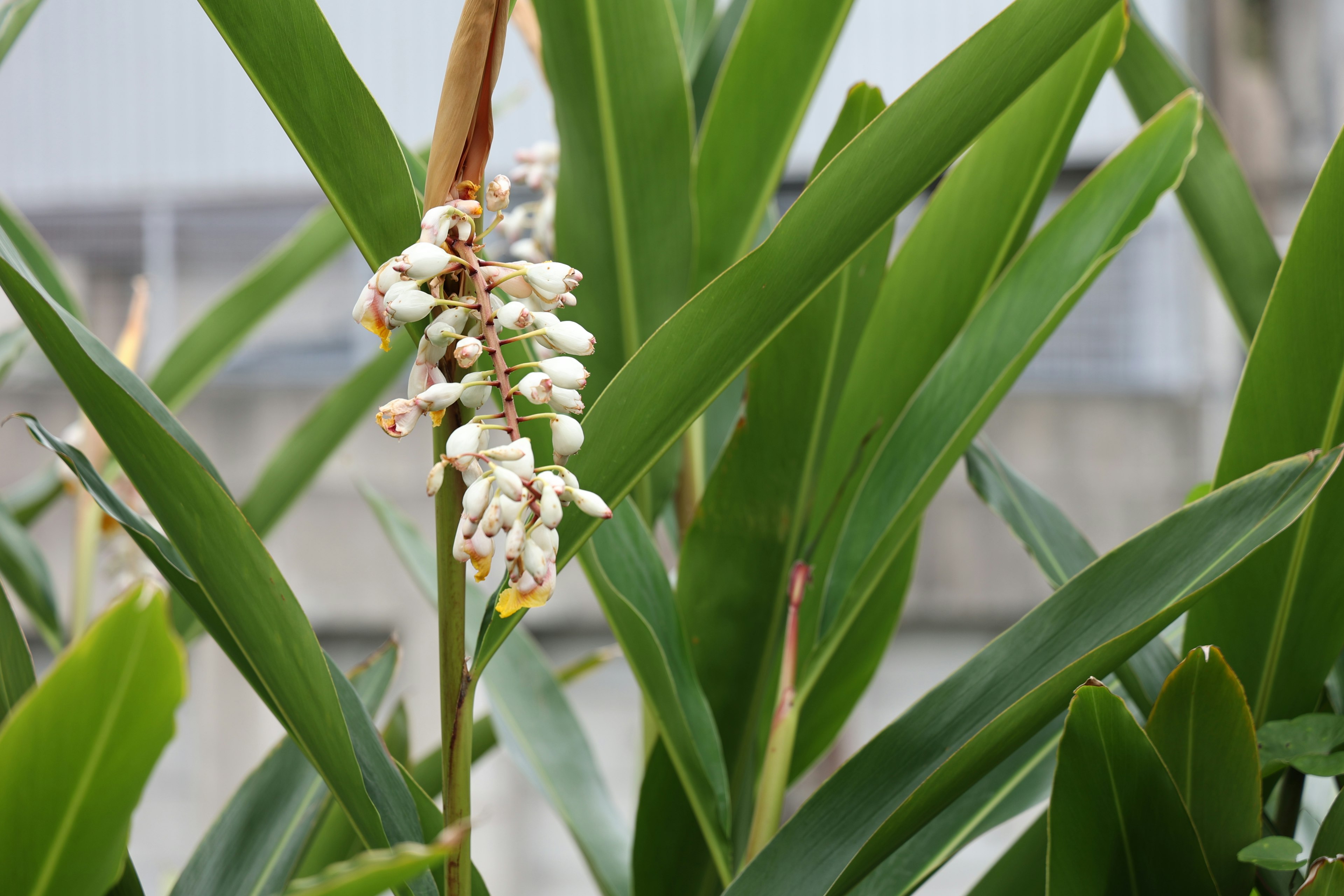 Pflanze mit grünen Blättern und weißen Blüten