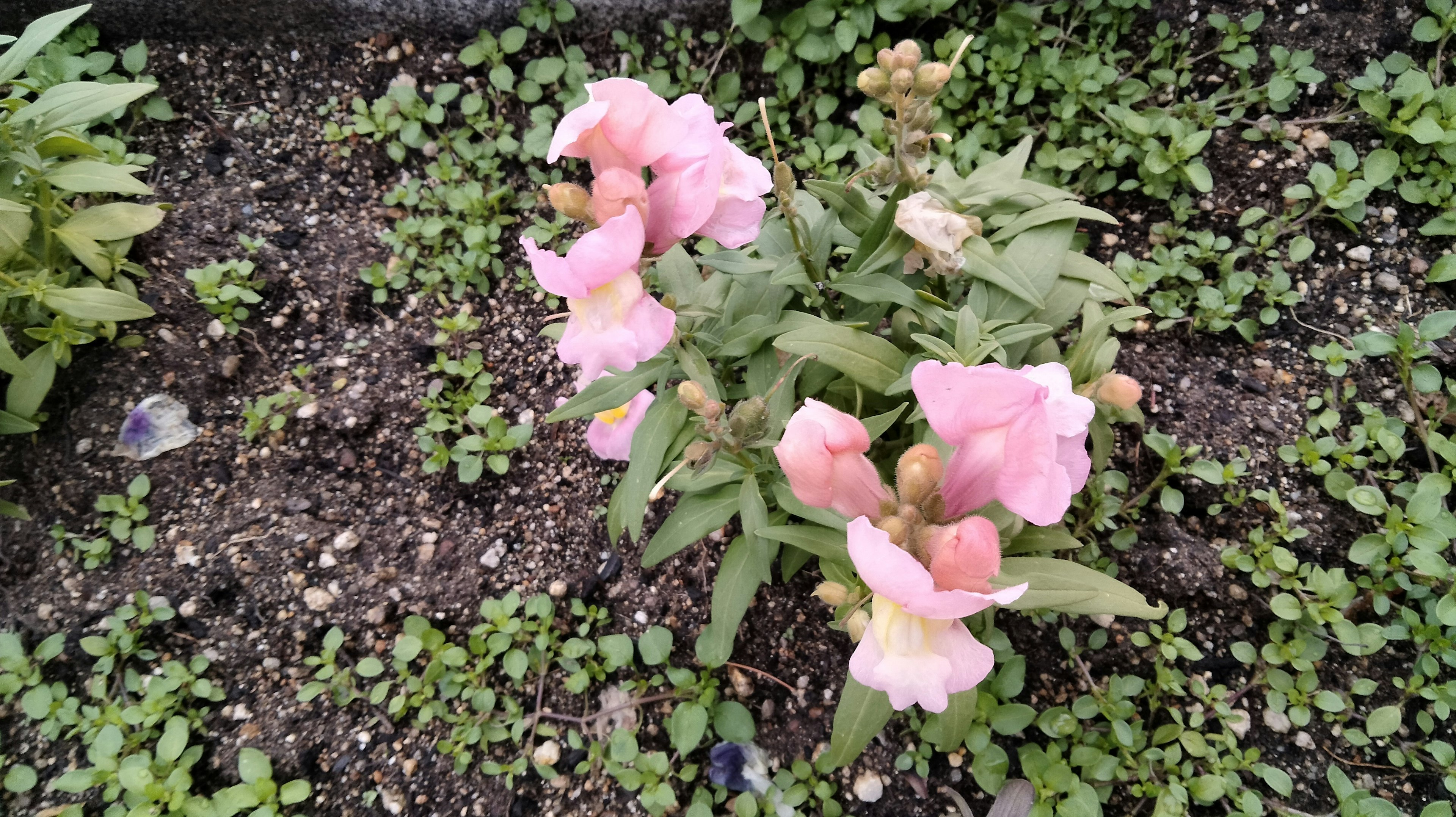 Foto di una pianta con fiori rosa