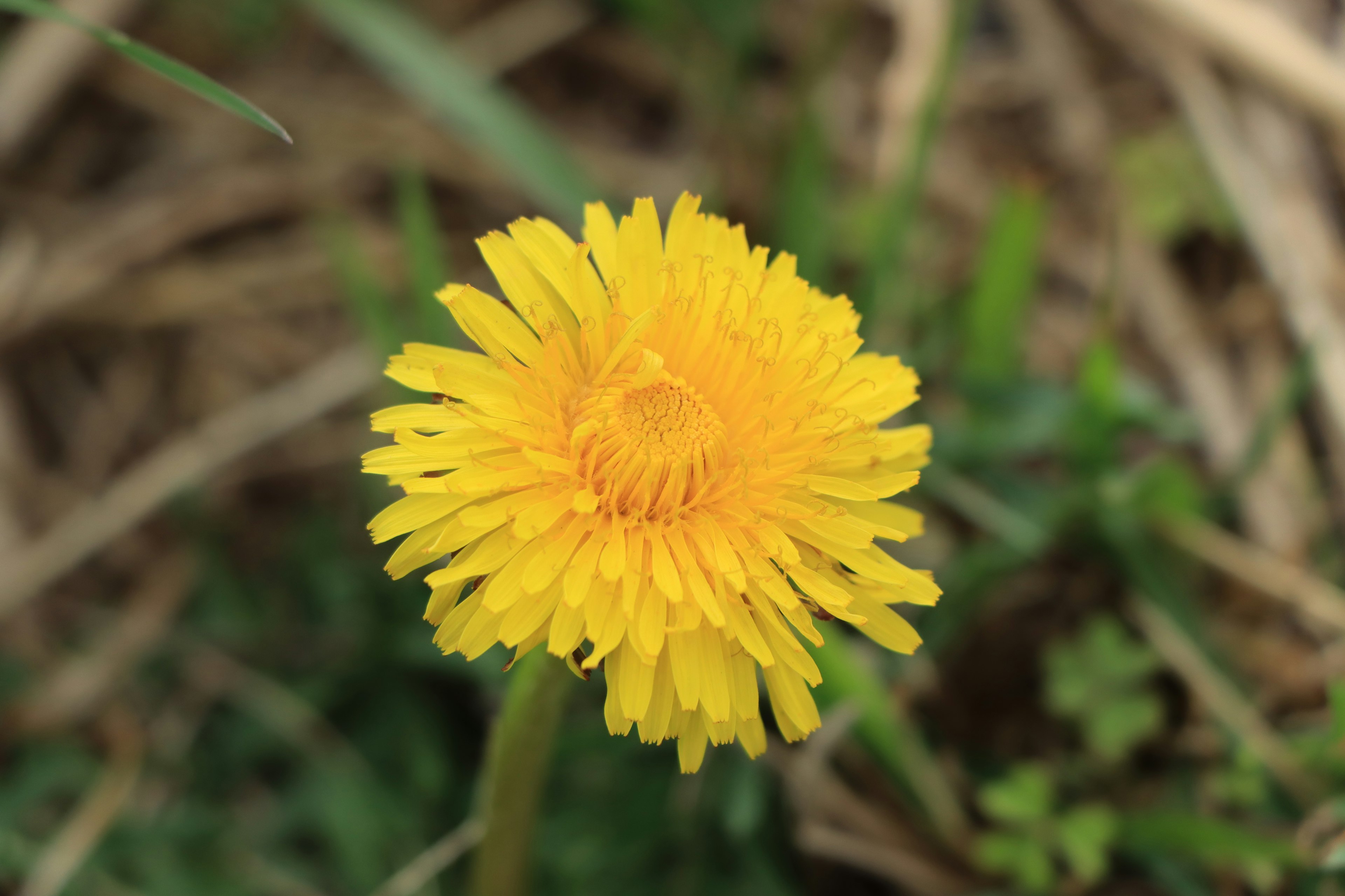 Eine lebendige gelbe Löwenzahnblume blüht zwischen grünem Gras