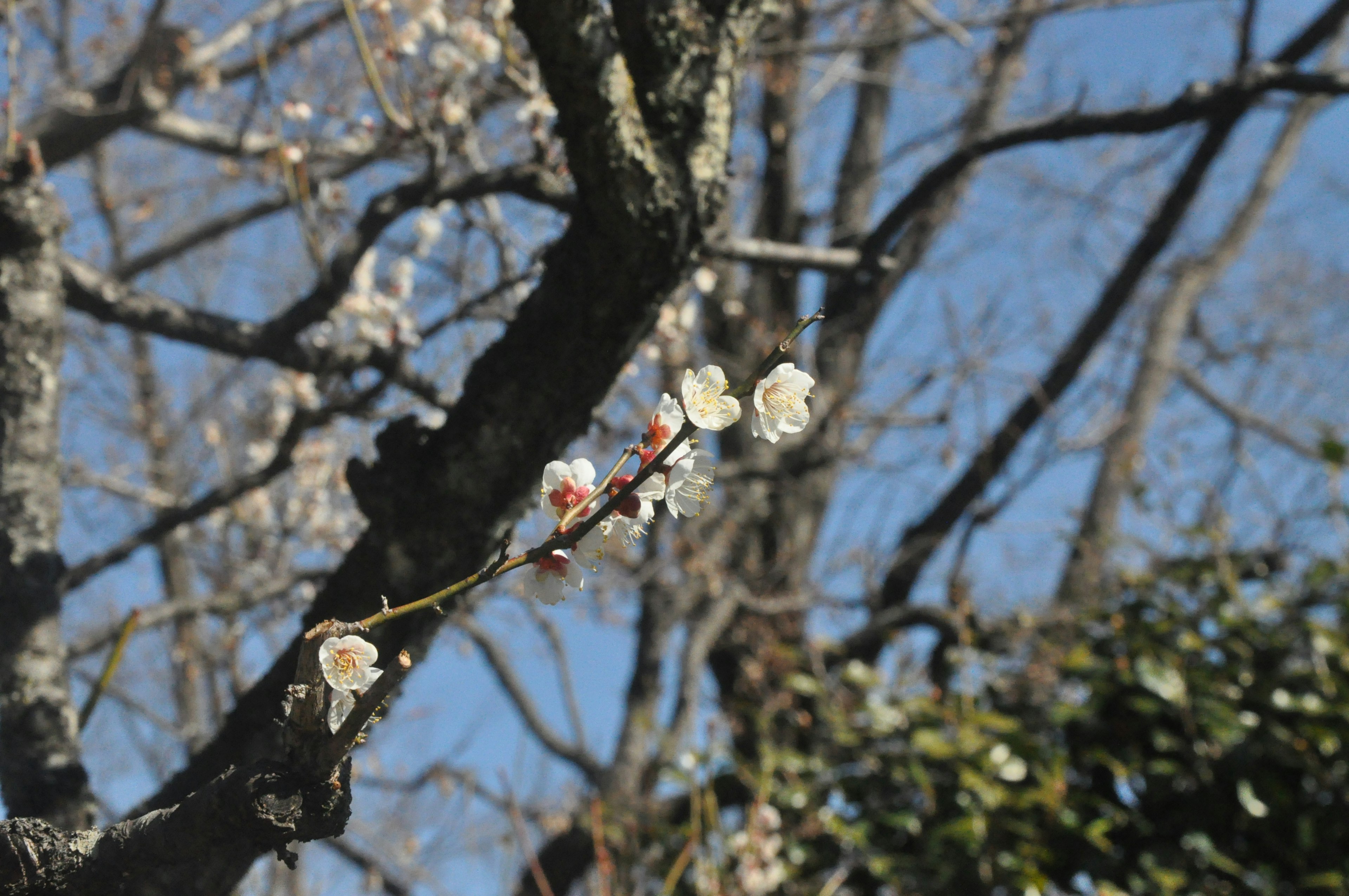 Rama de ciruelo con flores blancas contra un cielo azul