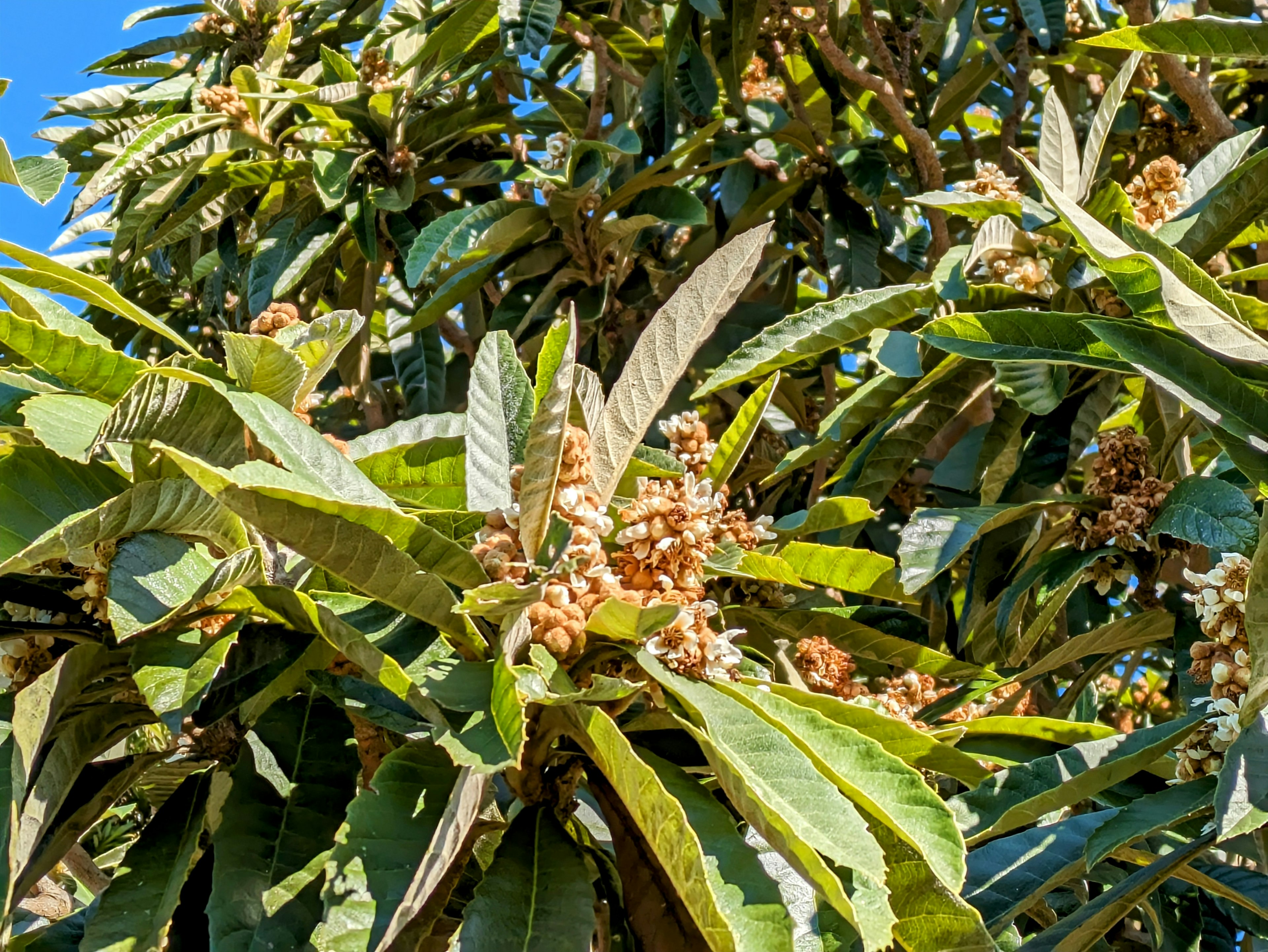 Pohon dengan banyak daun dan bunga mekar di bawah langit biru