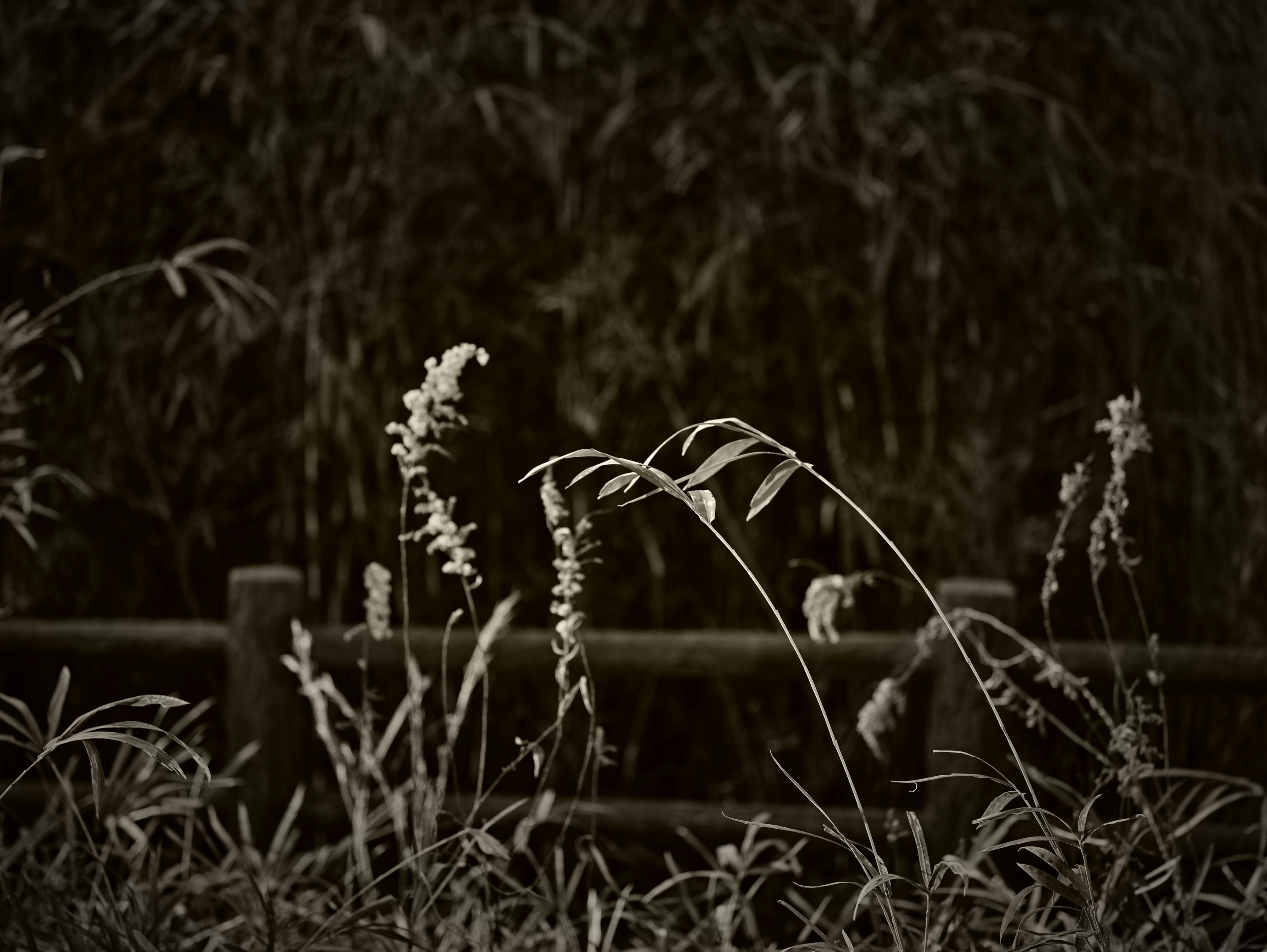 Grass stems standing against a bamboo background with a wooden fence