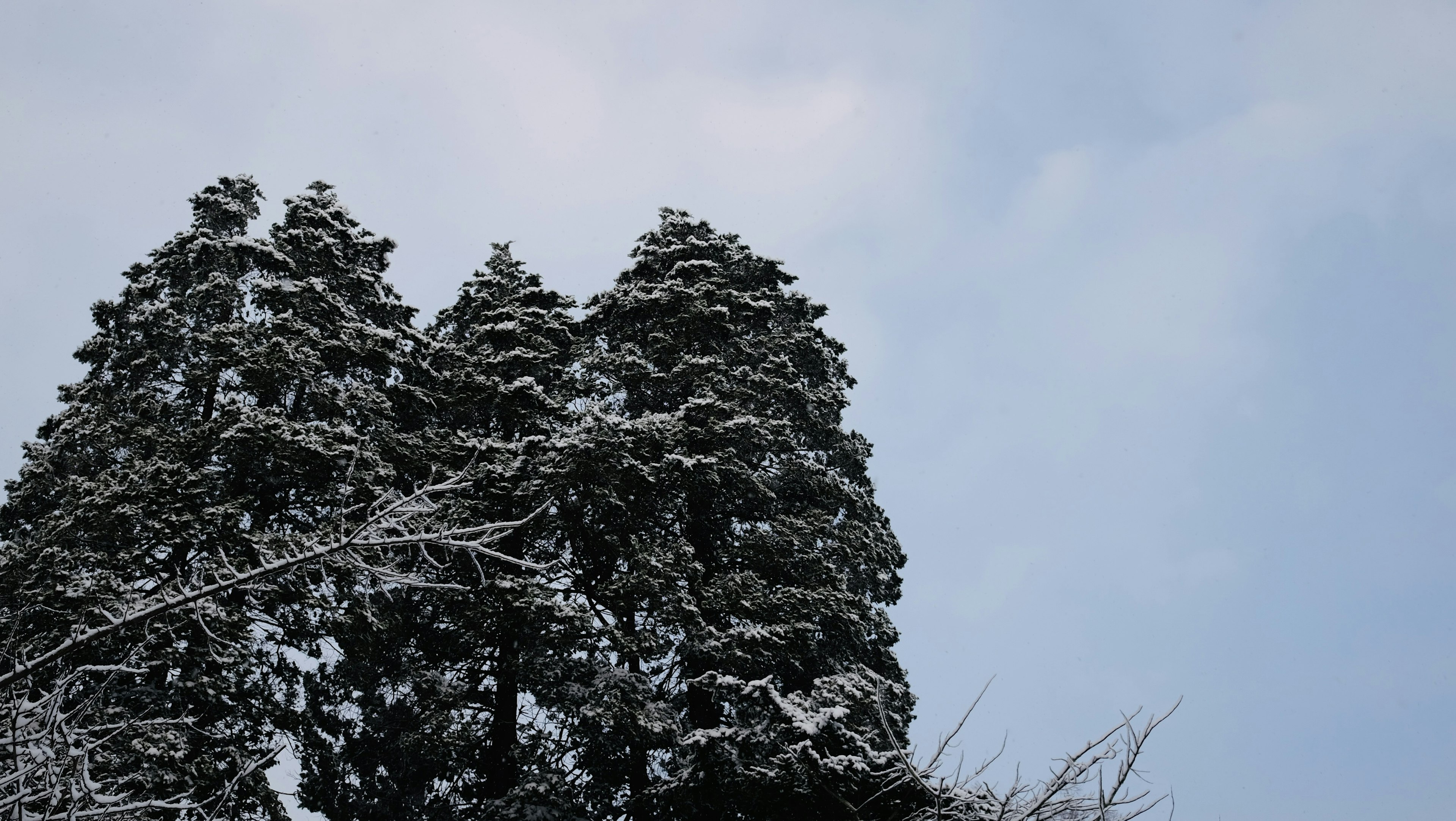 Sommets d'arbres couverts de neige contre un ciel bleu