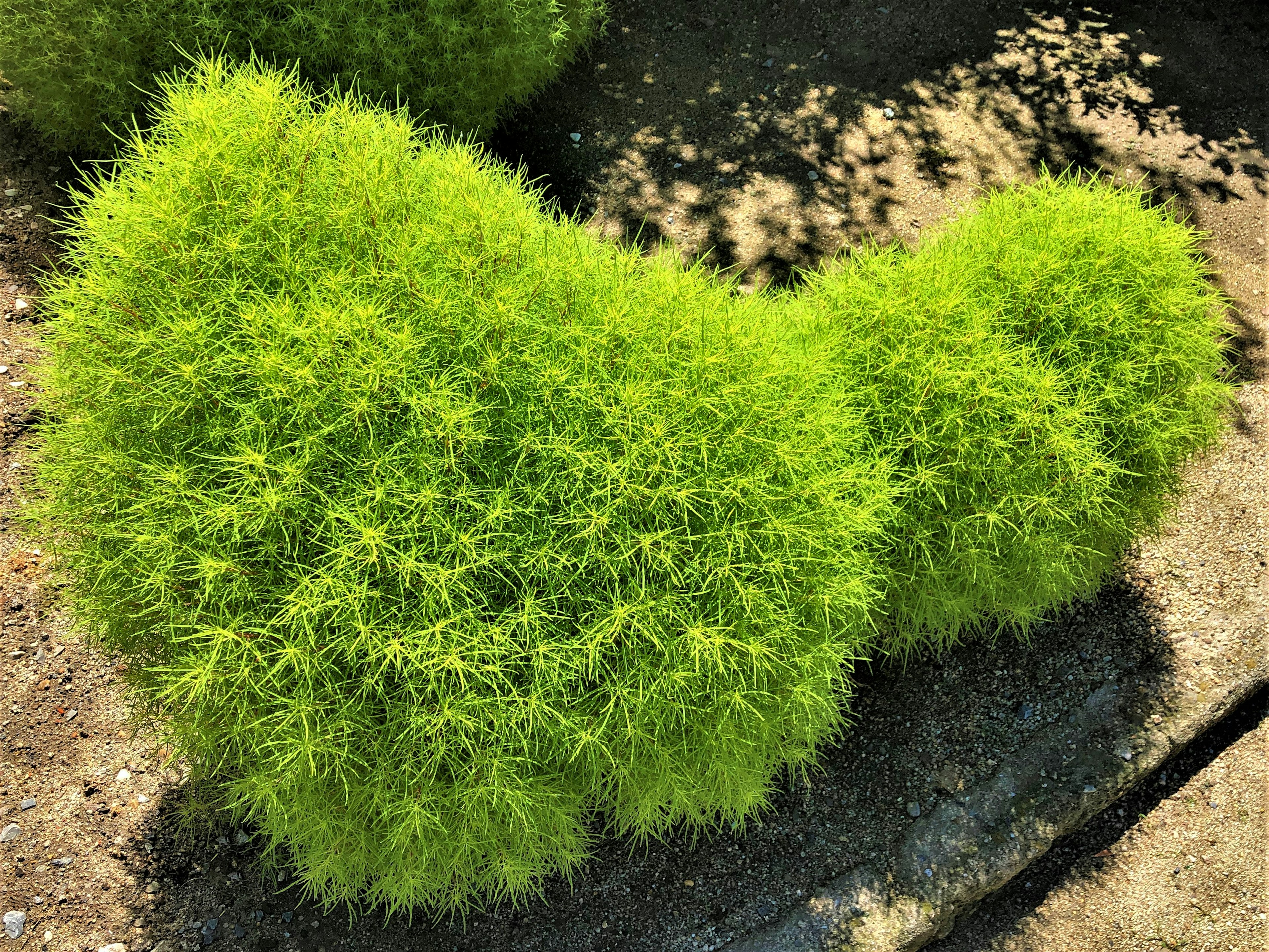 Fluffy green plant shaped like a cartoon character basking in sunlight