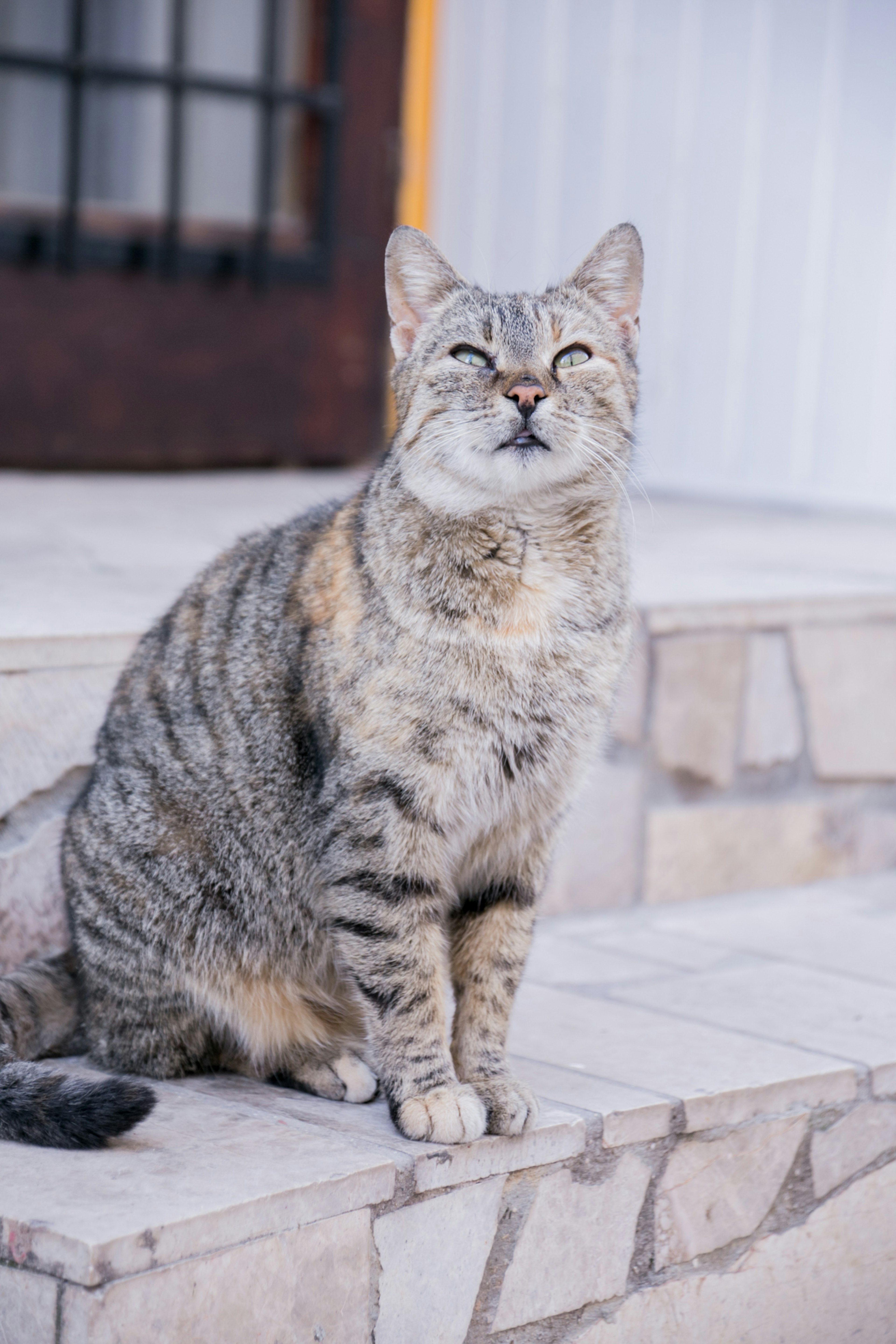 階段に座っている灰色の縞模様の猫