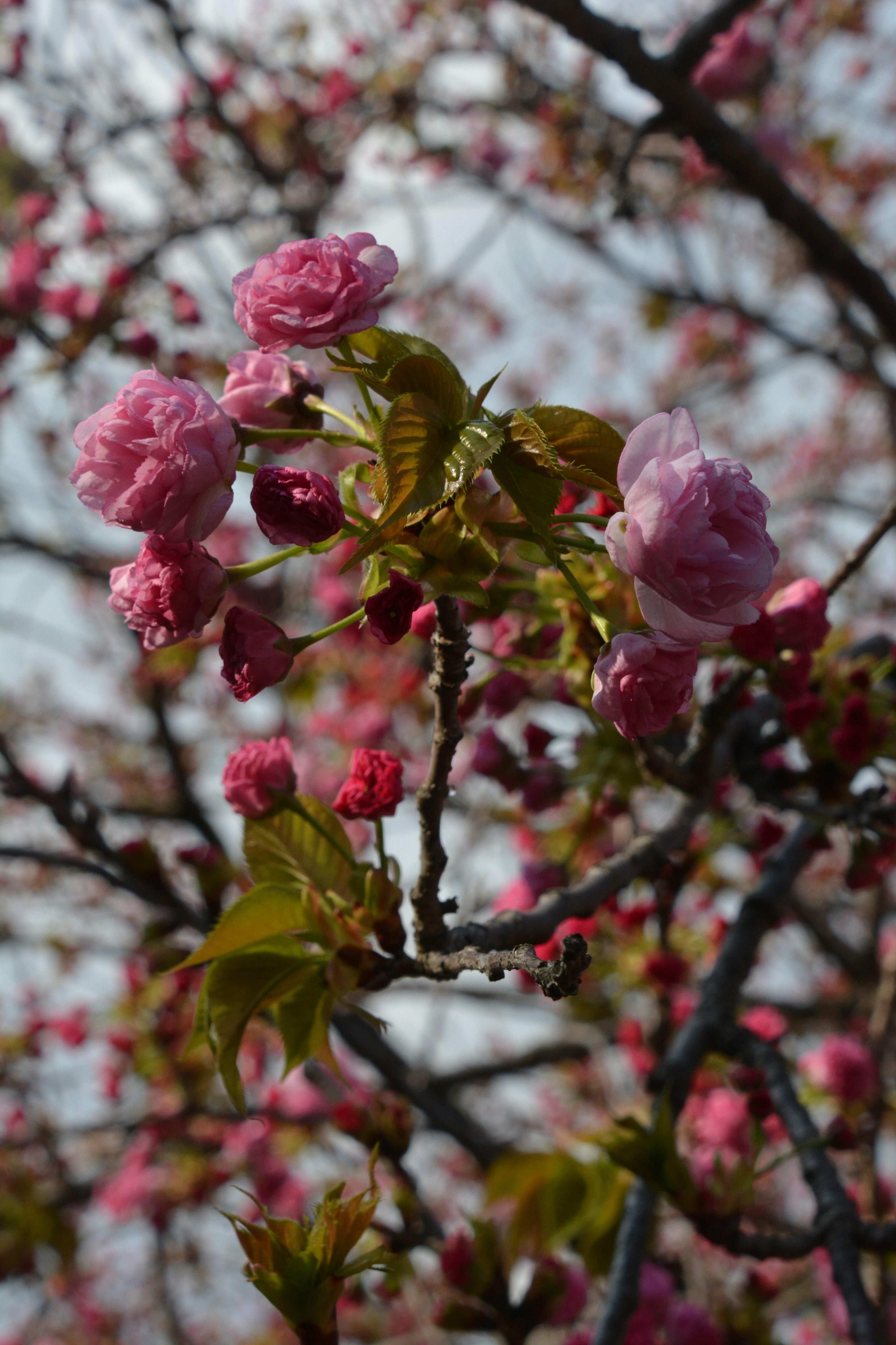 Rami di ciliegio con fiori rosa e foglie verdi fresche