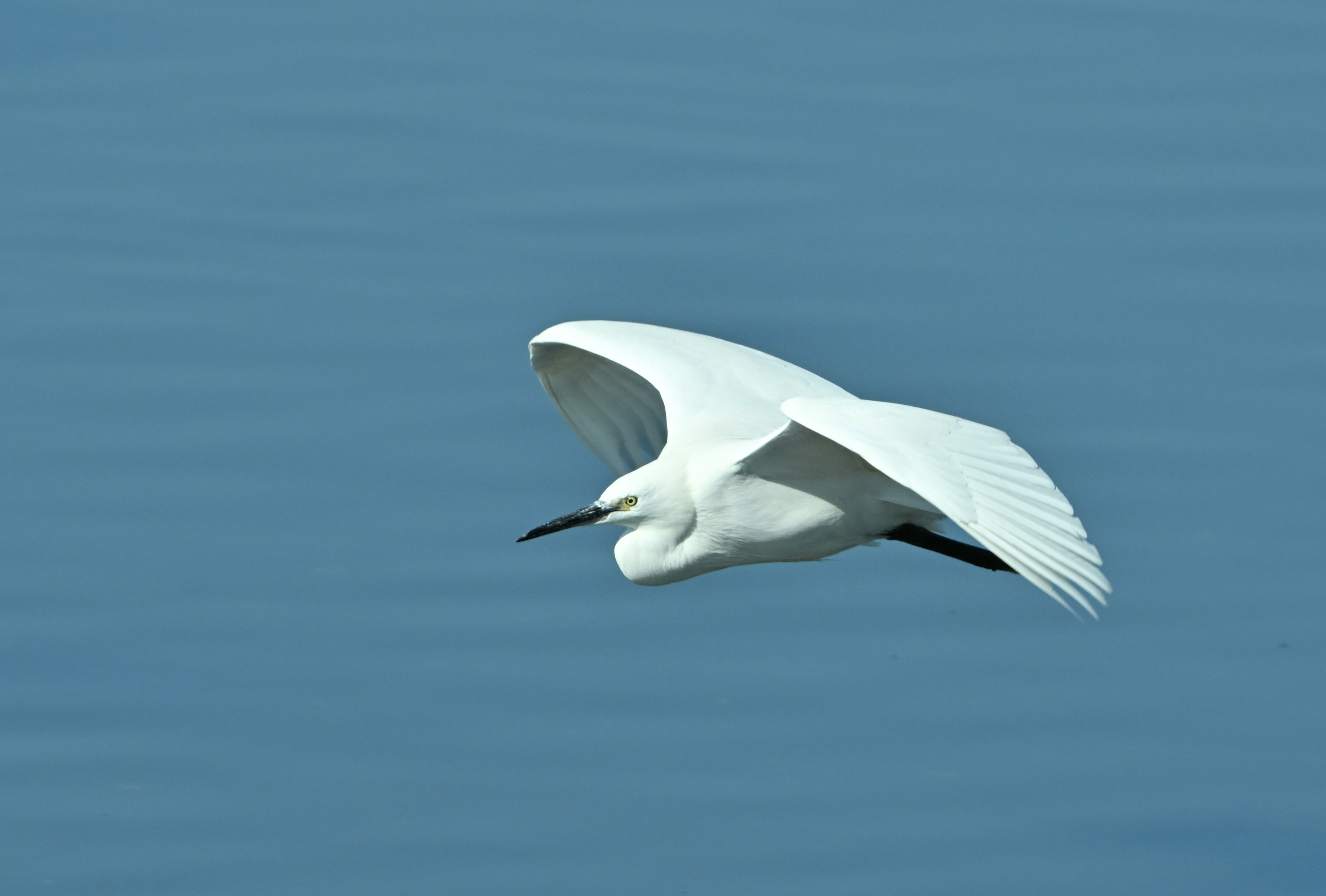 Ein weißer Vogel fliegt über eine blaue Wasseroberfläche