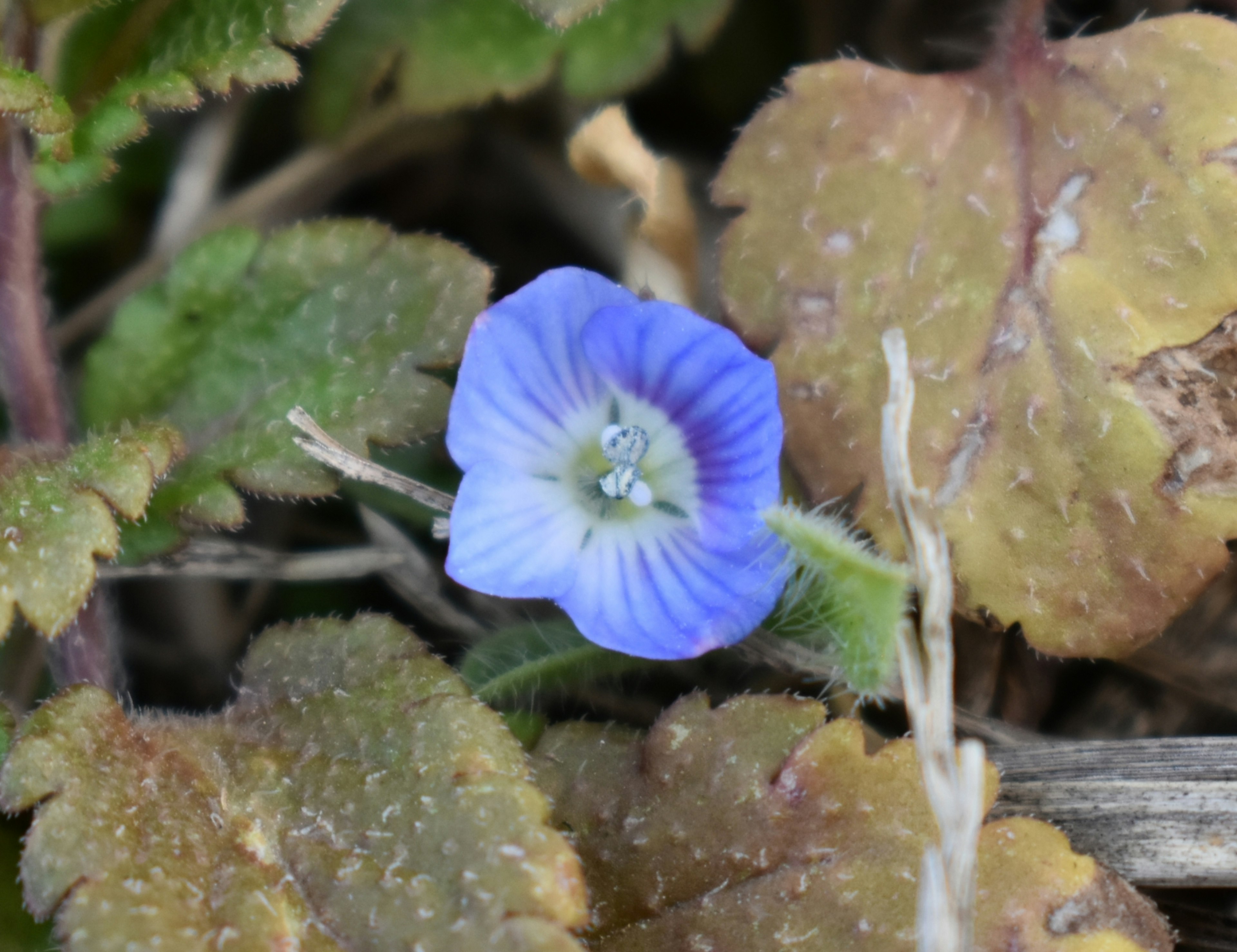 Une fleur bleue fleurissant parmi des feuilles vertes et brunes