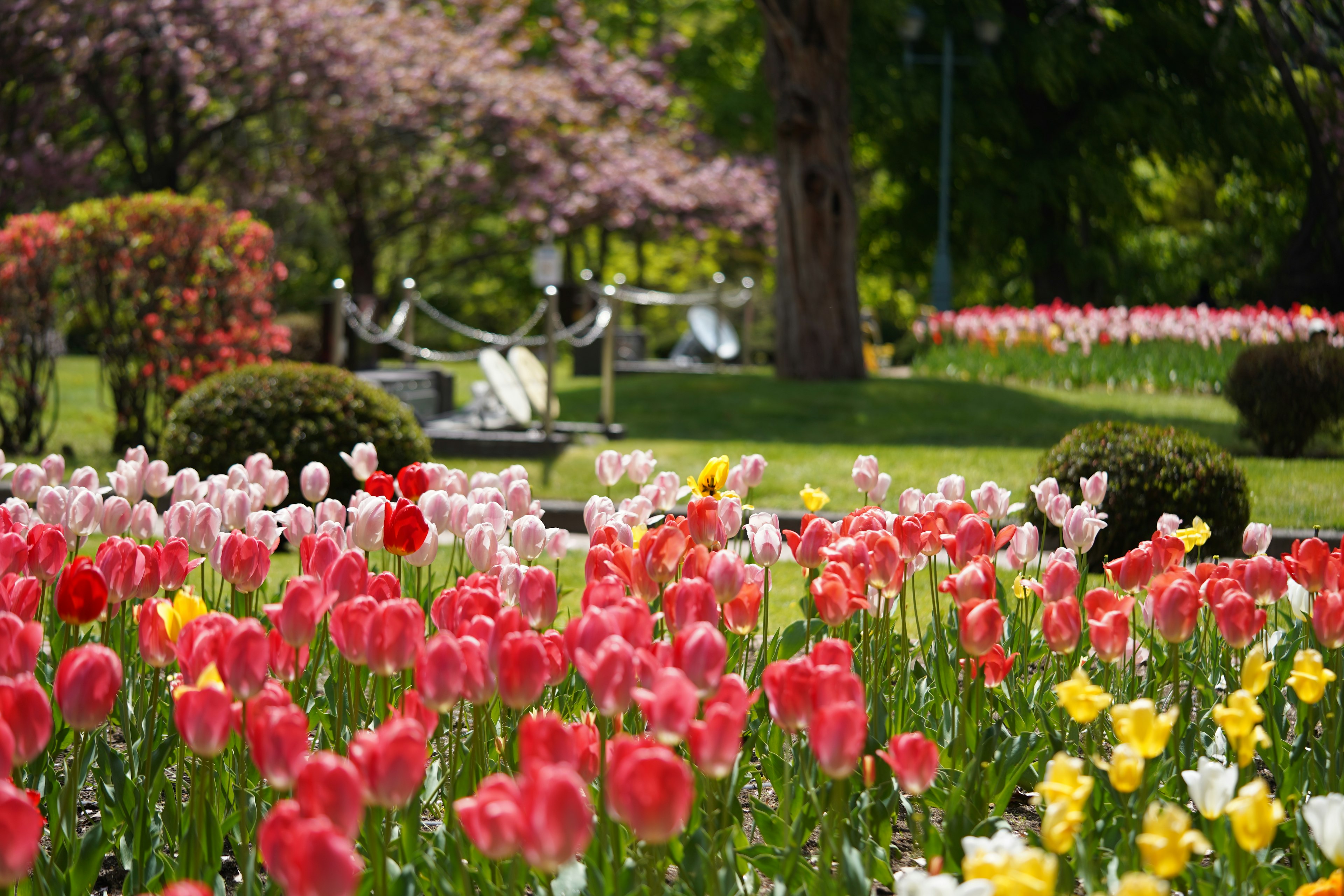 Taman tulip yang berwarna-warni dengan bunga merah muda, merah, dan kuning